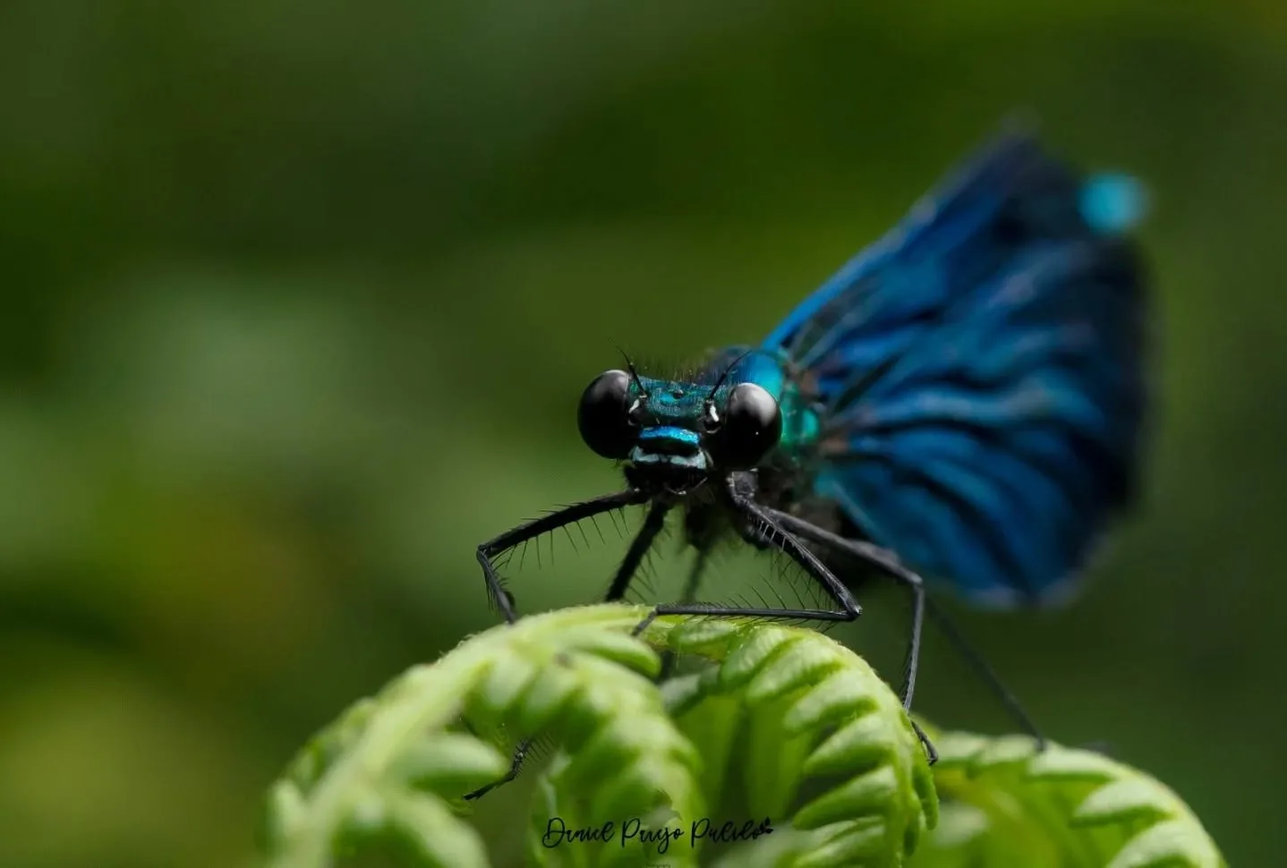 Nature photograph from DapapuPhotos