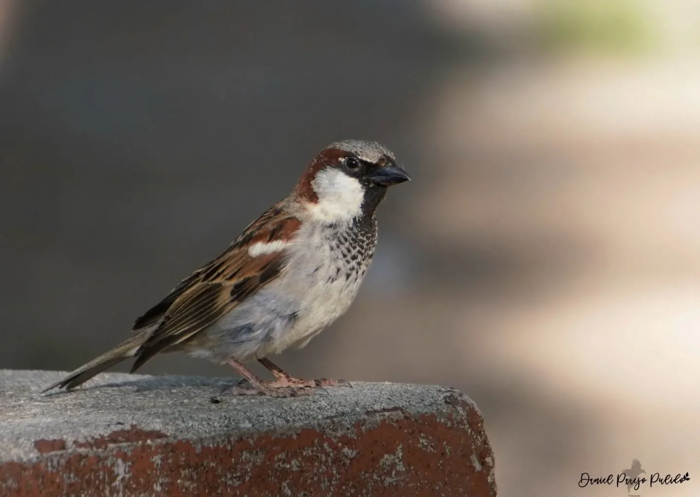 Nature photograph from DapapuPhotos