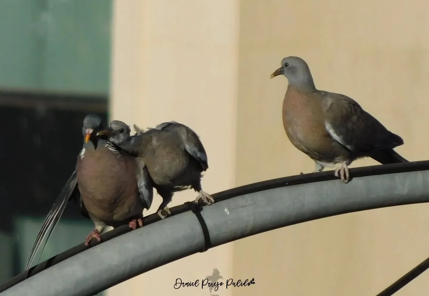 Nature photograph from DapapuPhotos