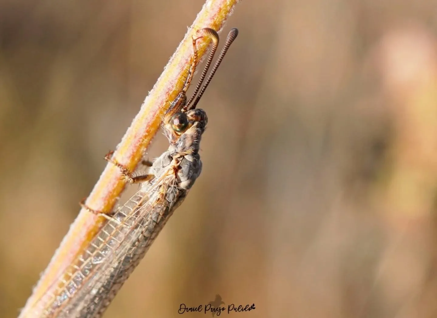 Nature photograph from DapapuPhotos