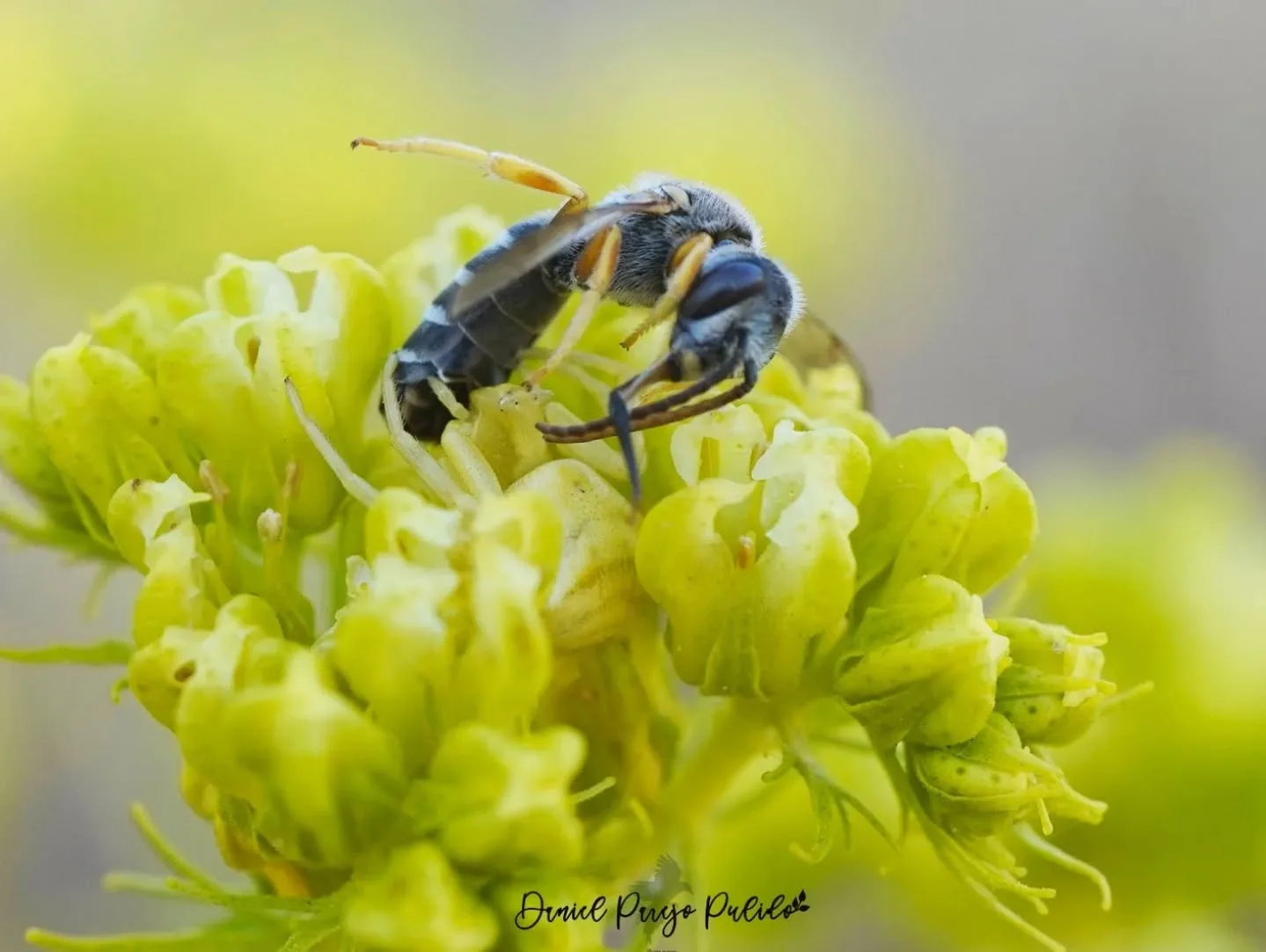 Nature photograph from DapapuPhotos