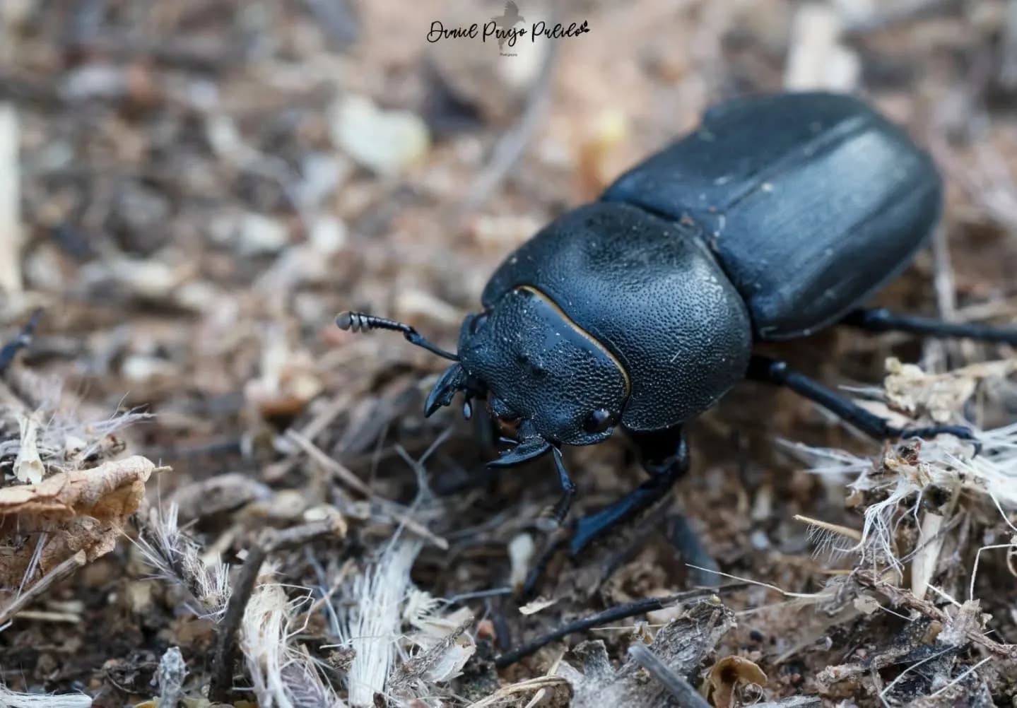 Nature photograph from DapapuPhotos