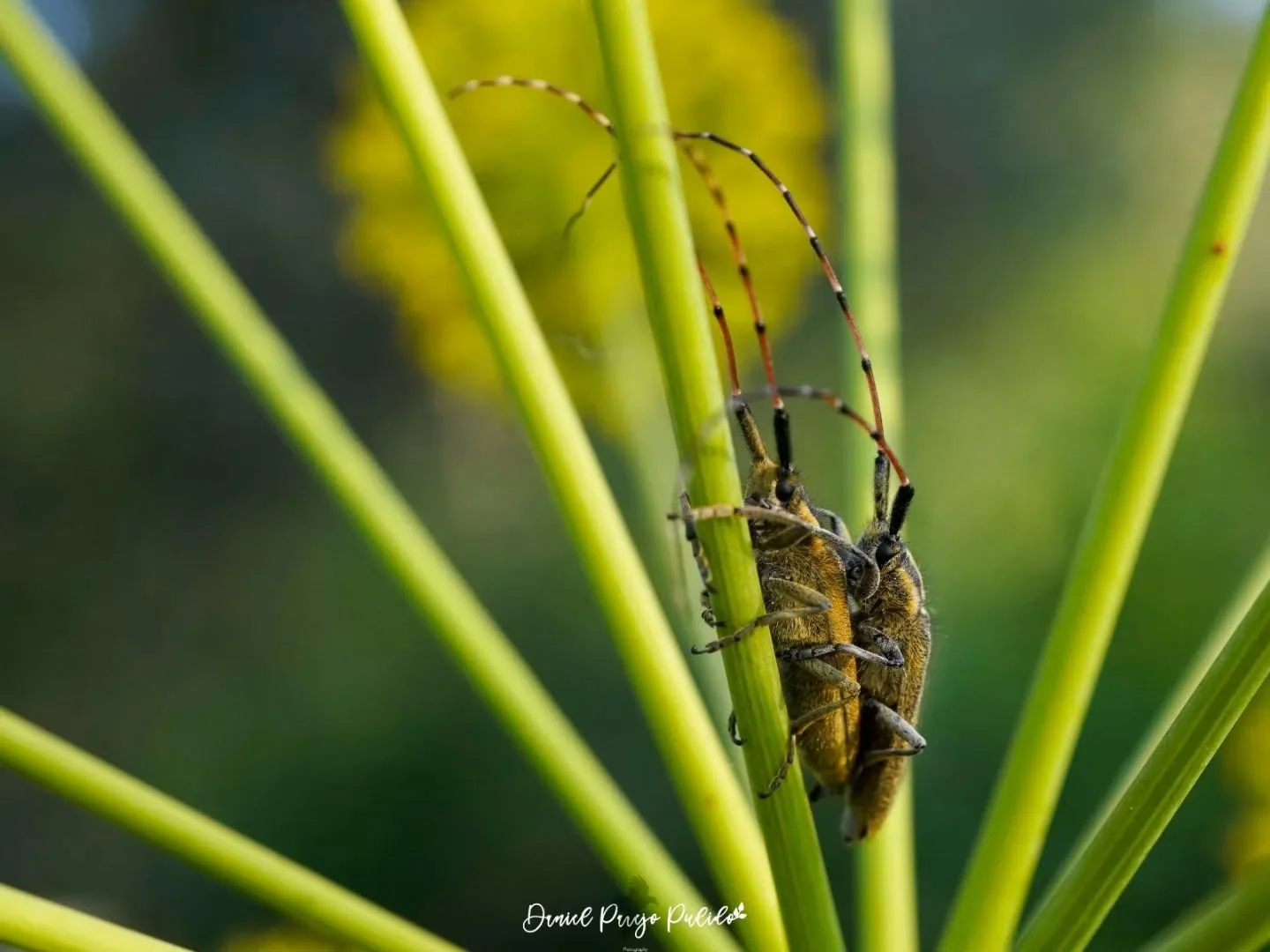 Nature photograph from DapapuPhotos