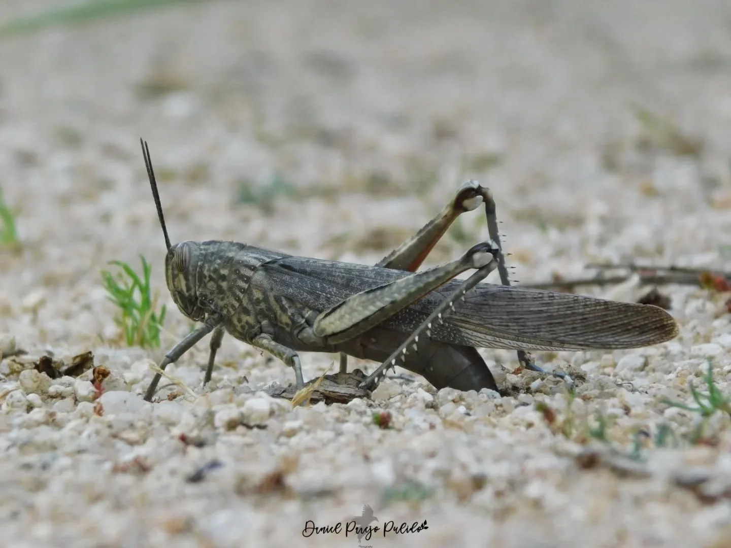 Nature photograph from DapapuPhotos
