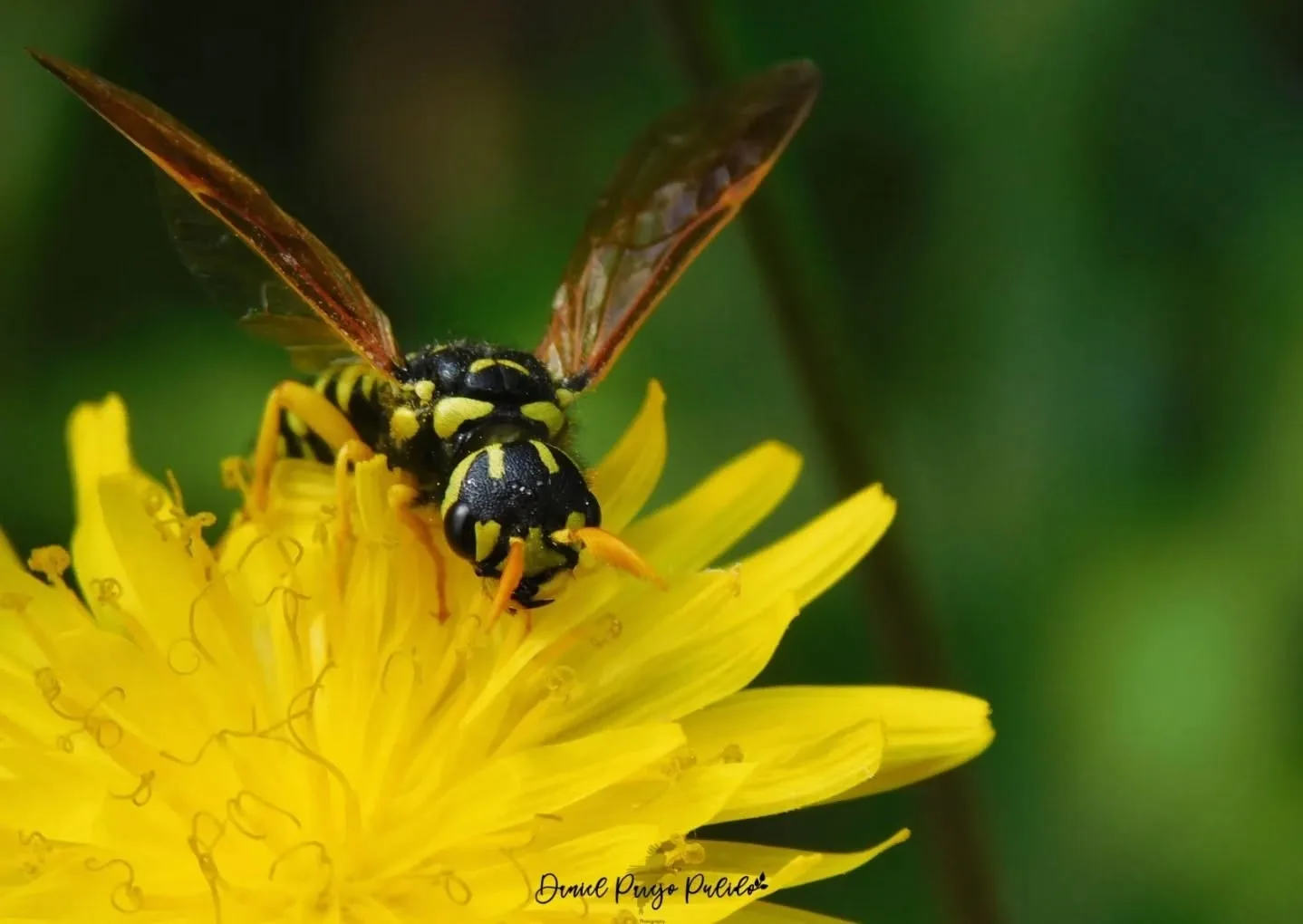 Nature photograph from DapapuPhotos