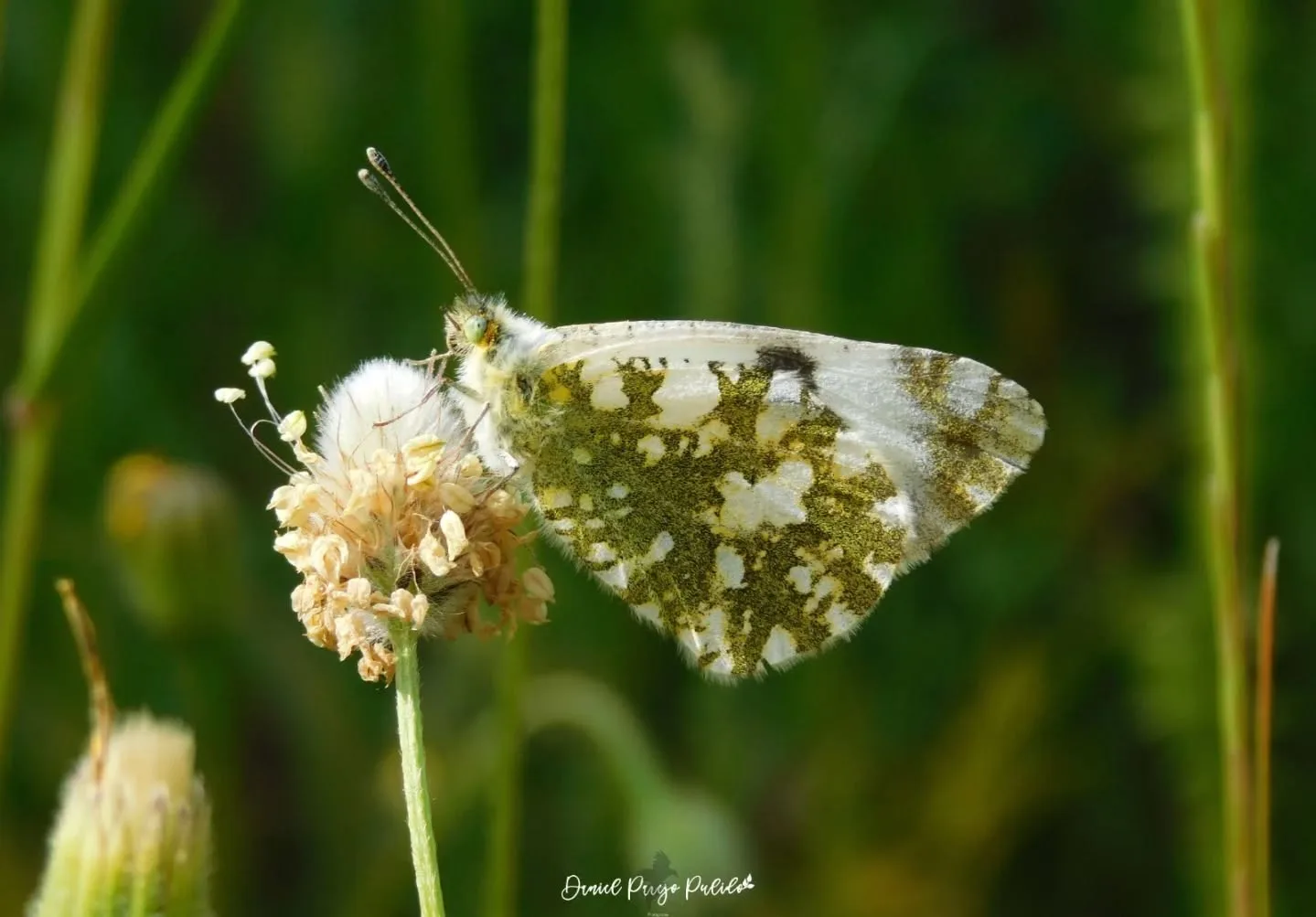 Nature photograph from DapapuPhotos