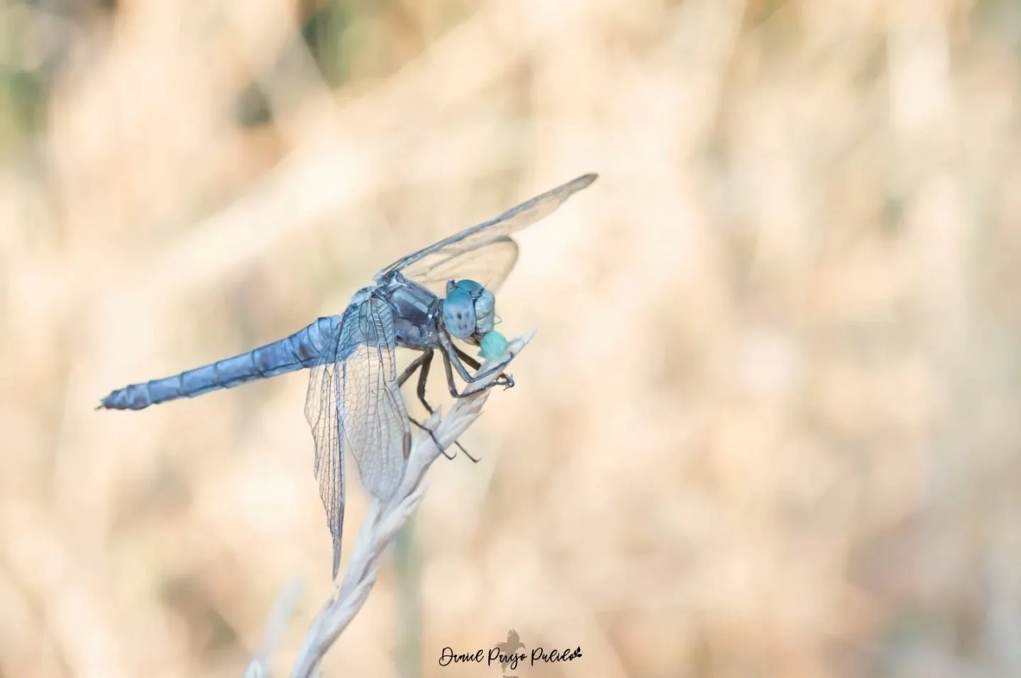 Nature photograph from DapapuPhotos