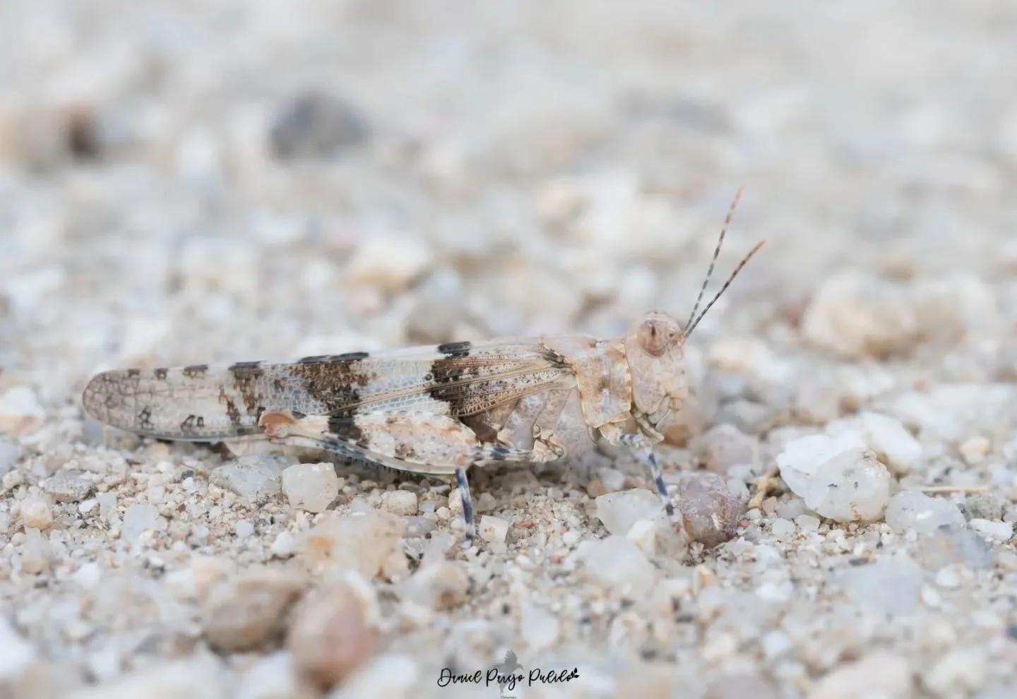 Nature photograph from DapapuPhotos