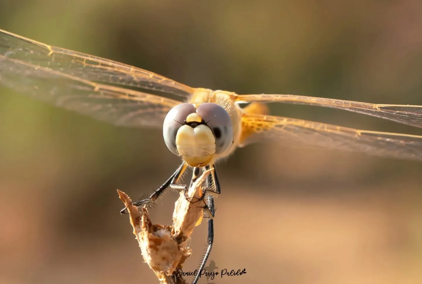 Nature photograph from DapapuPhotos