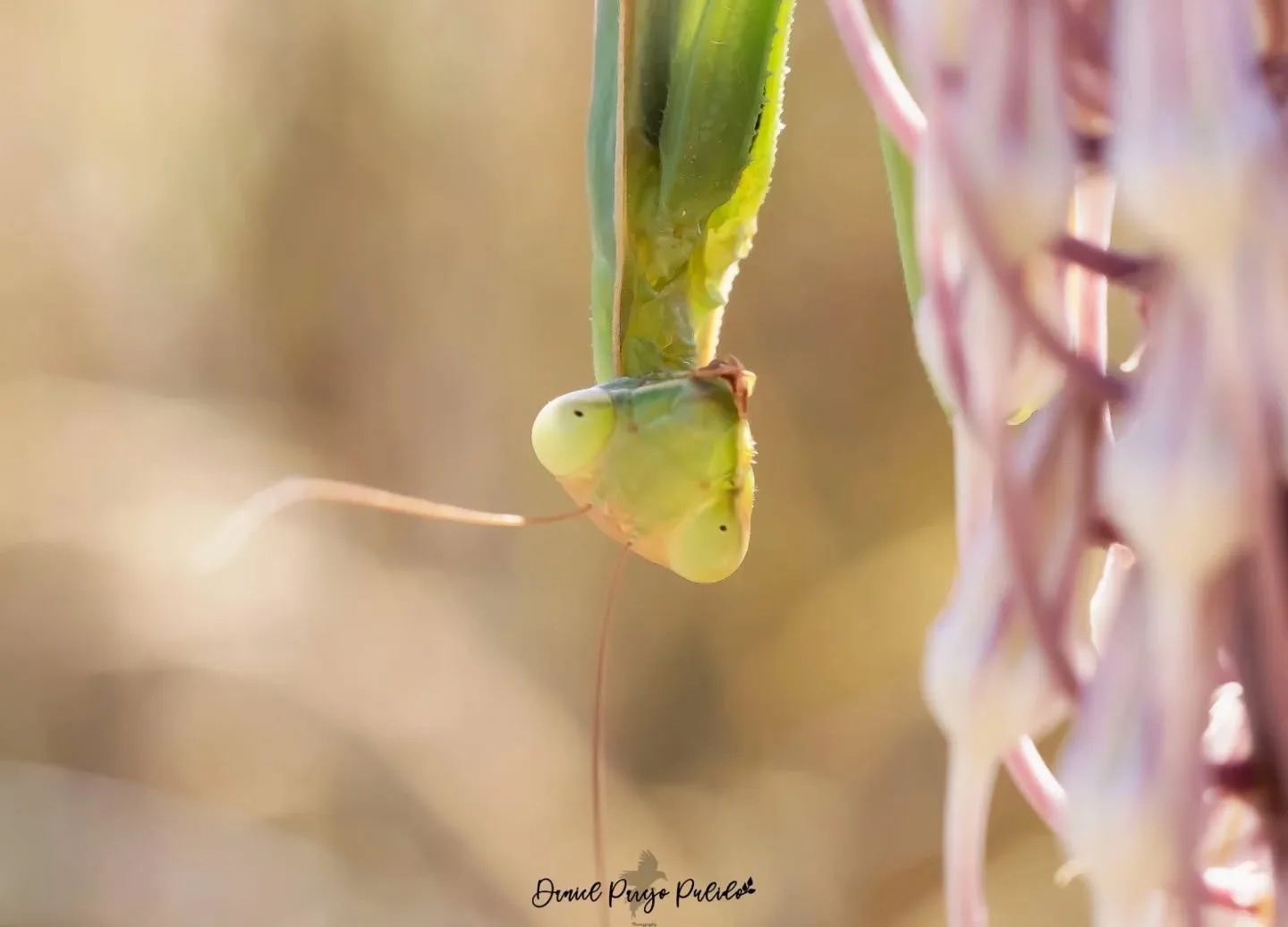 Nature photograph from DapapuPhotos