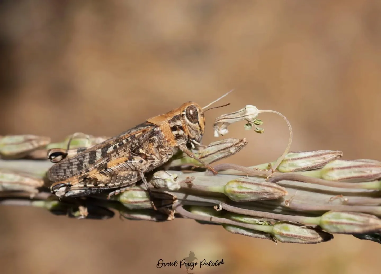 Nature photograph from DapapuPhotos