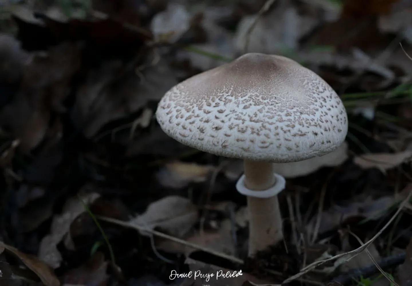 Nature photograph from DapapuPhotos