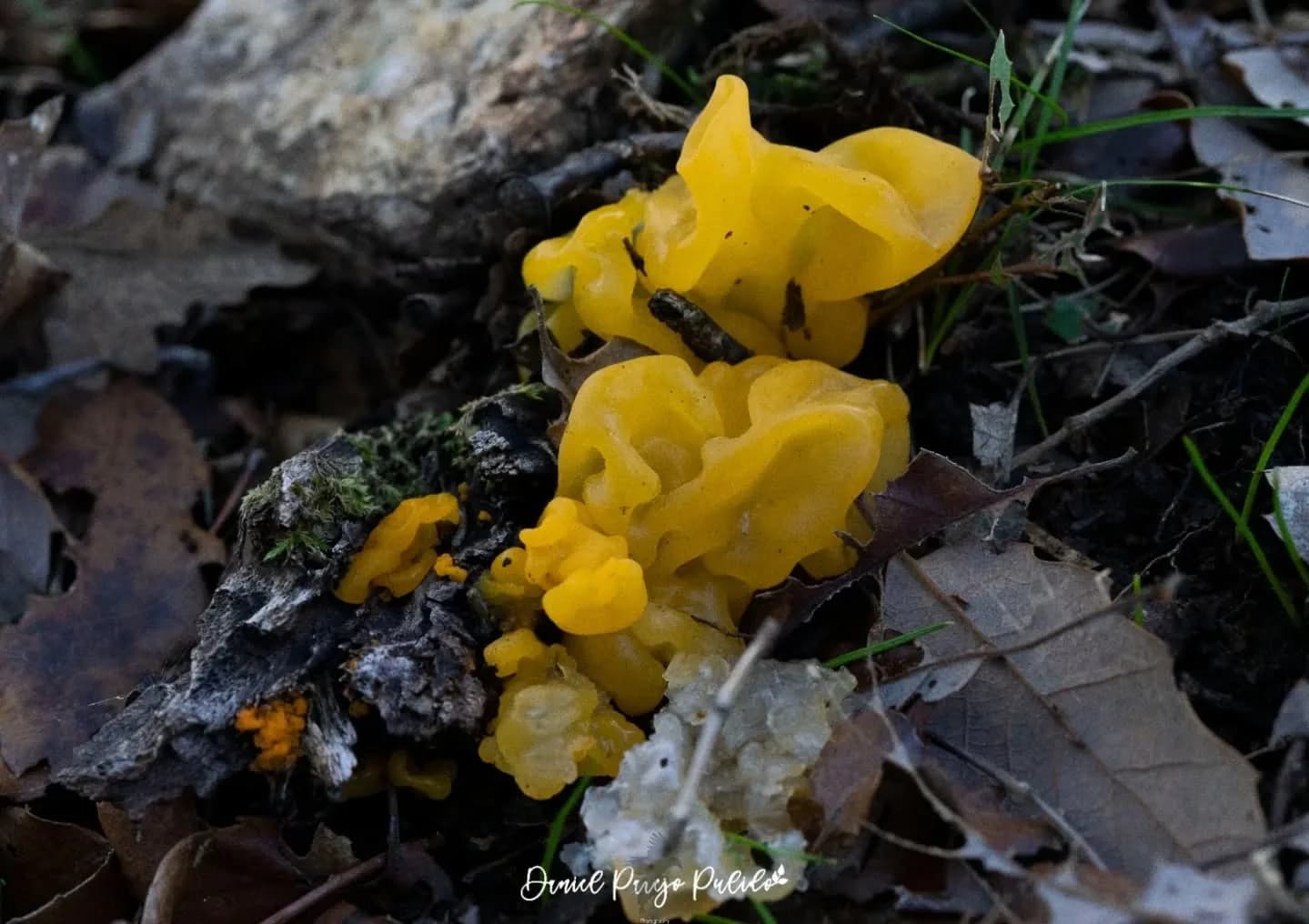 Nature photograph from DapapuPhotos