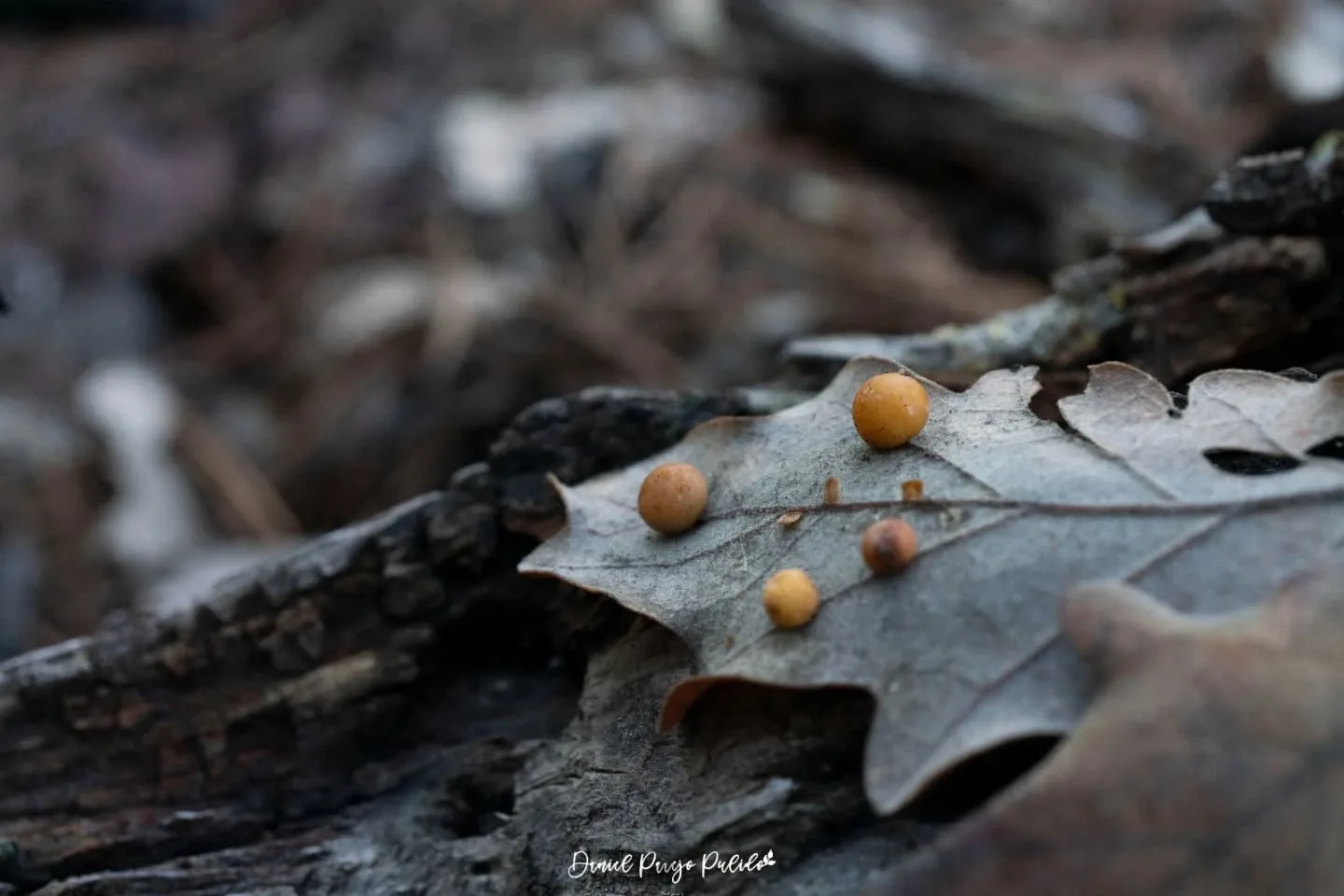 Nature photograph from DapapuPhotos