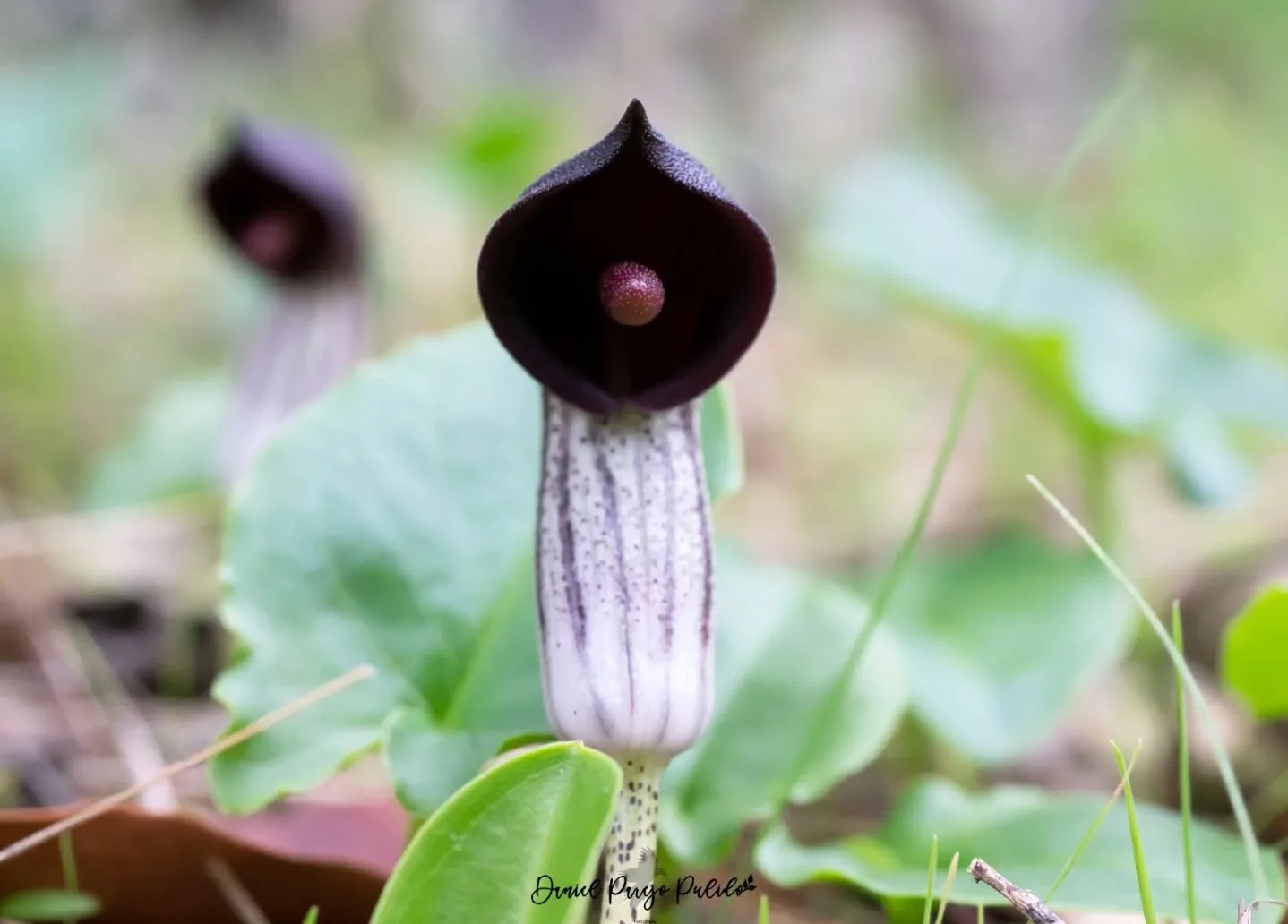 Nature photograph from DapapuPhotos