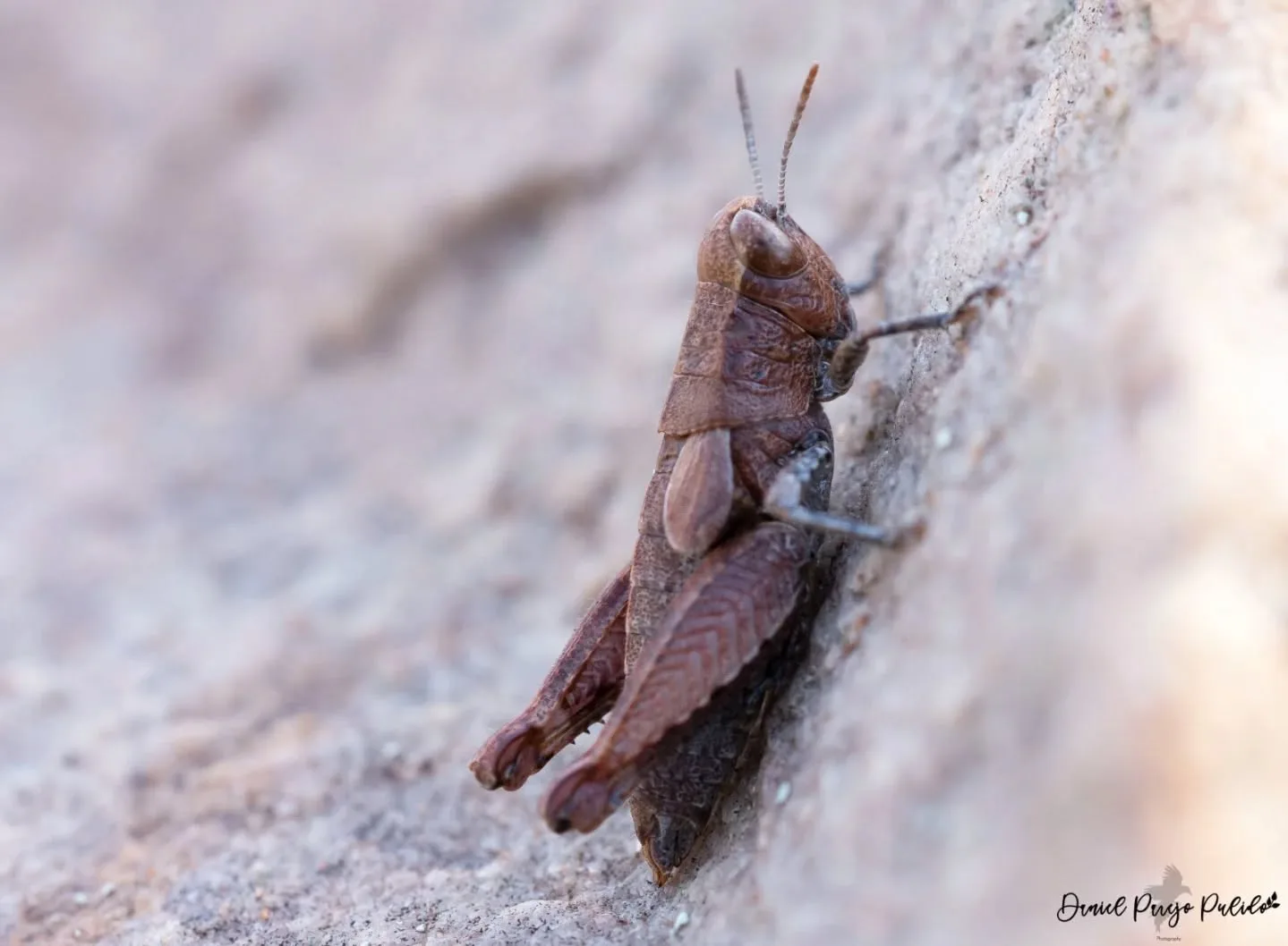 Nature photograph from DapapuPhotos