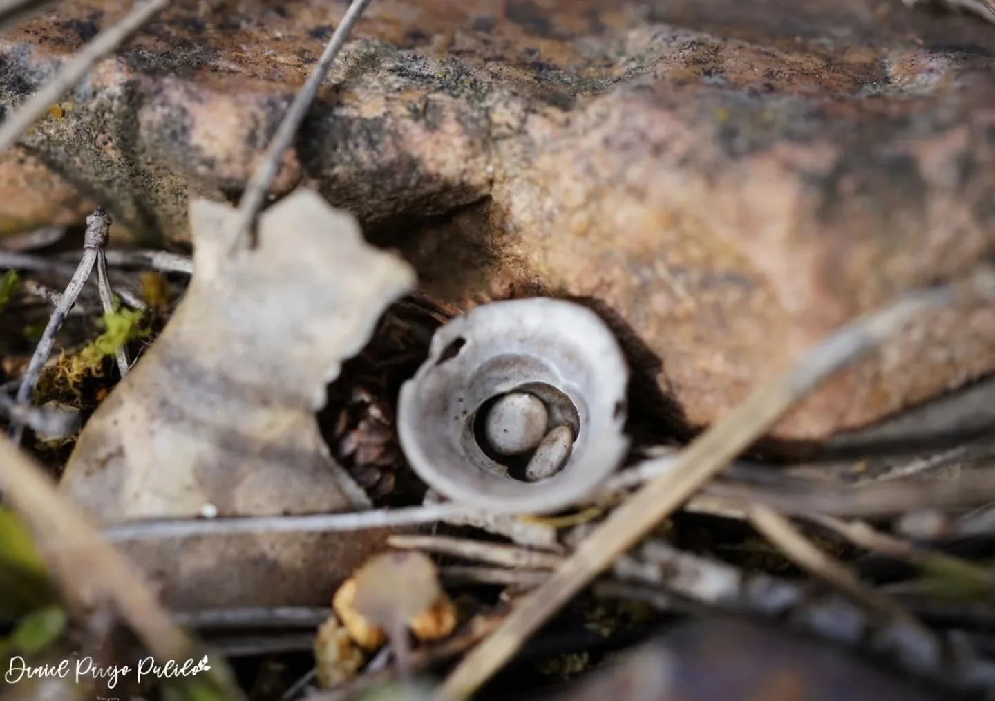 Nature photograph from DapapuPhotos