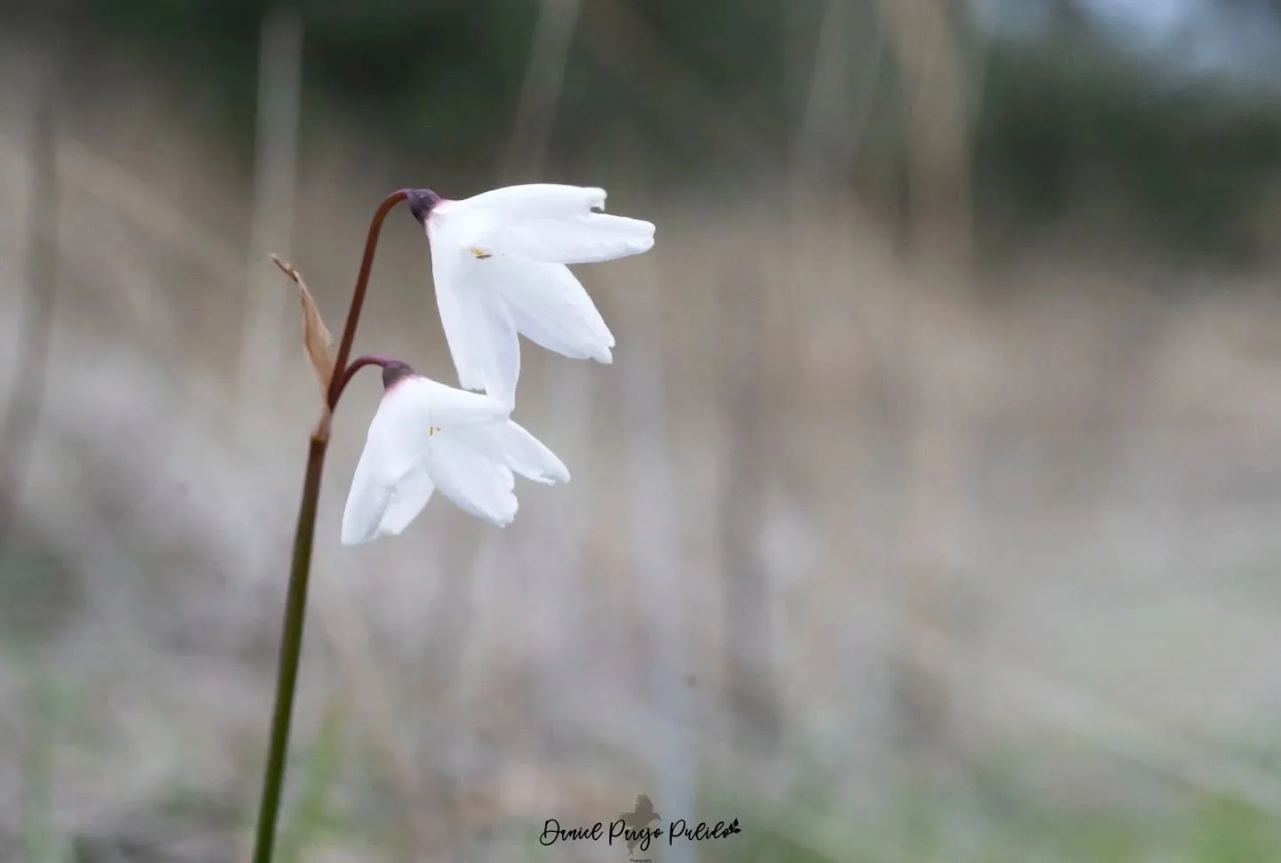 Nature photograph from DapapuPhotos