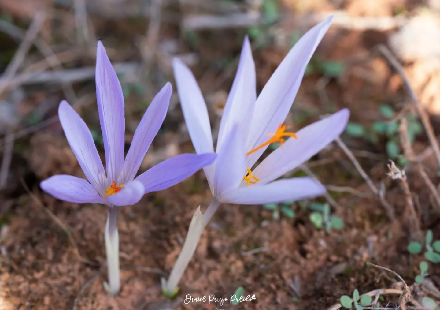 Nature photograph from DapapuPhotos