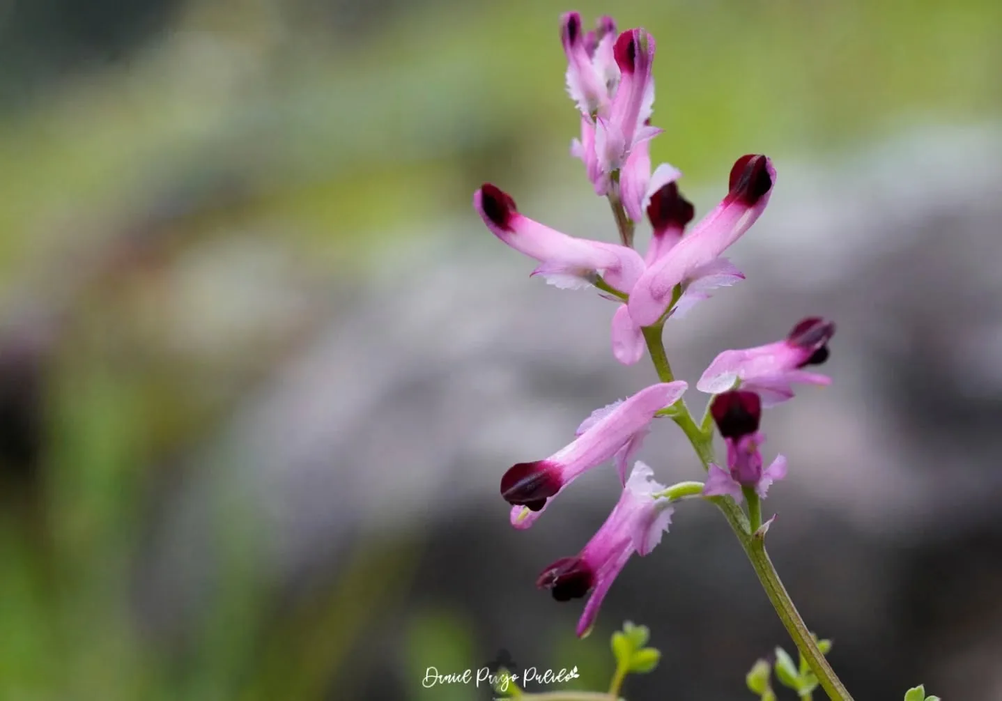Nature photograph from DapapuPhotos
