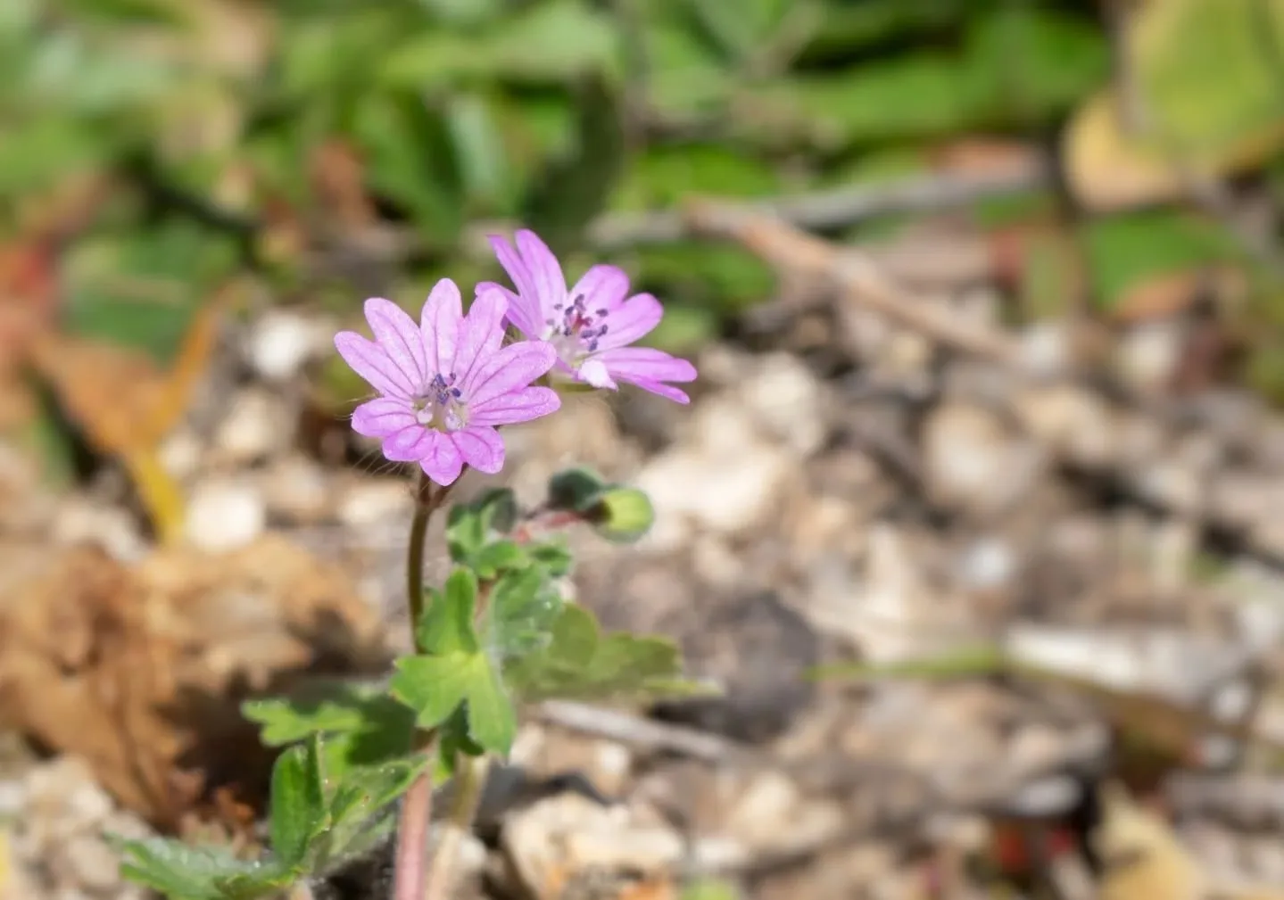 Nature photograph from DapapuPhotos