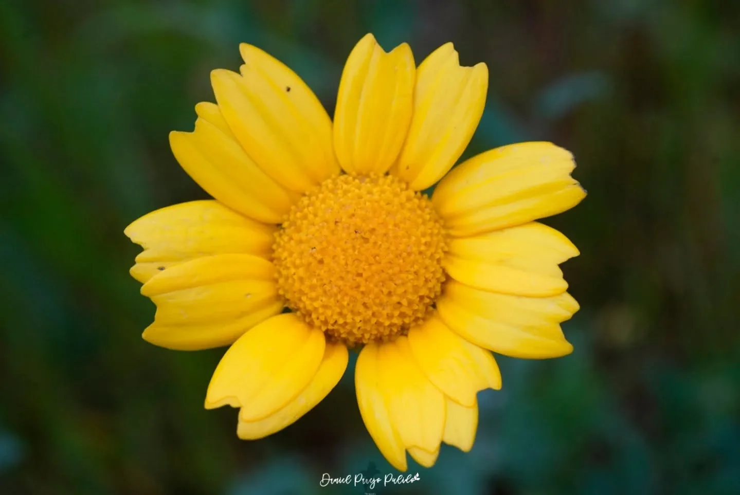 Nature photograph from DapapuPhotos