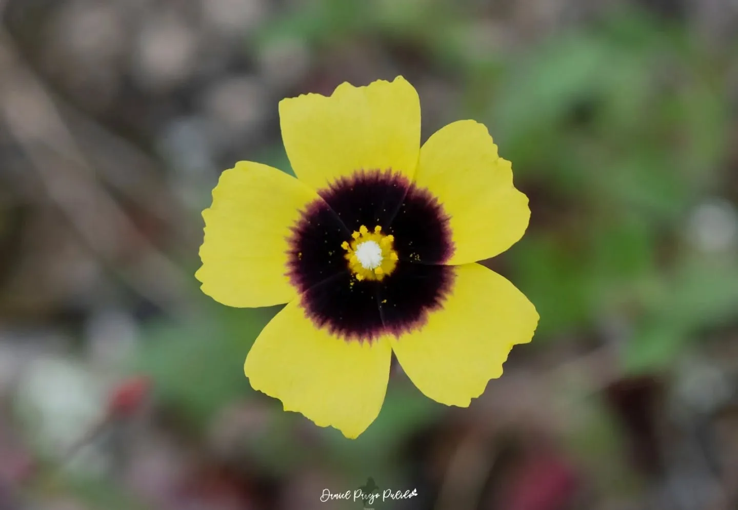 Nature photograph from DapapuPhotos