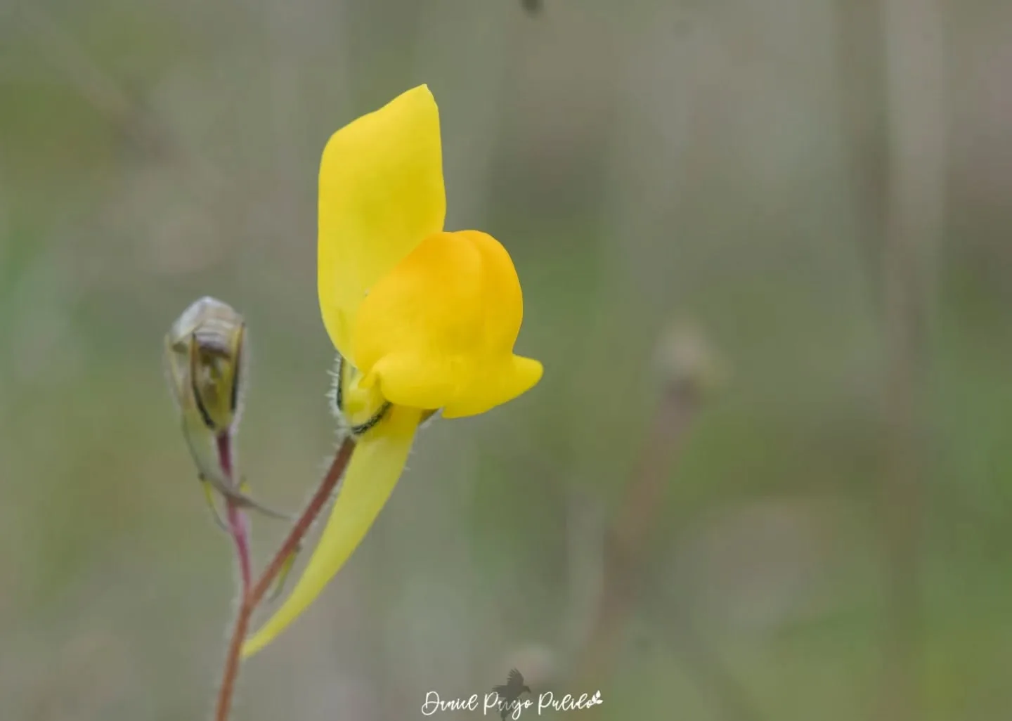 Nature photograph from DapapuPhotos