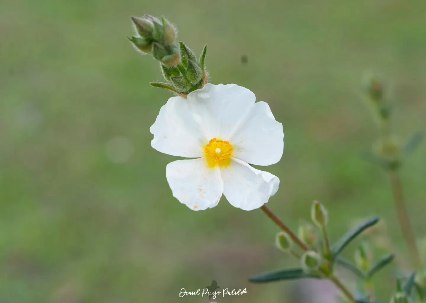 Nature photograph from DapapuPhotos