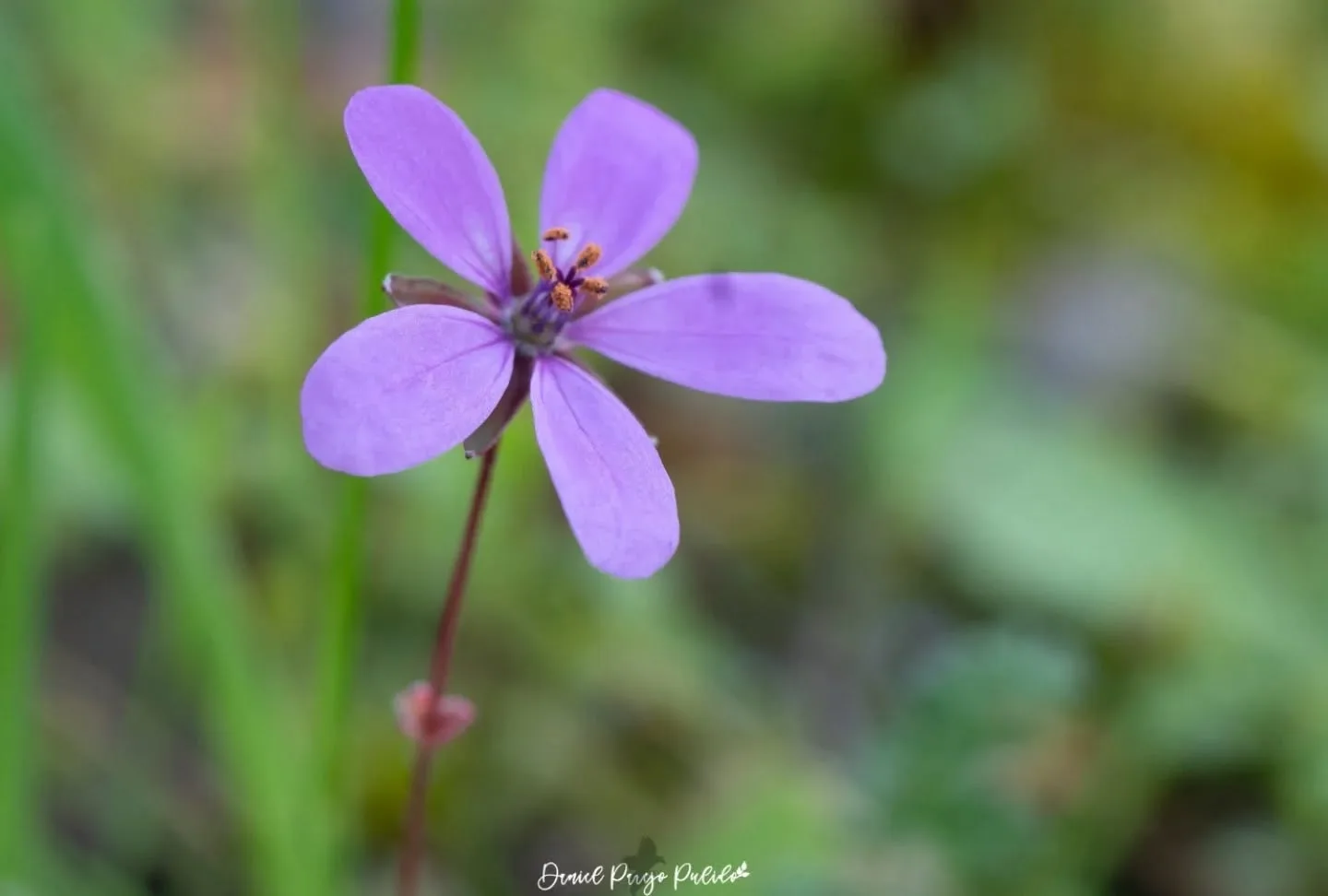 Nature photograph from DapapuPhotos