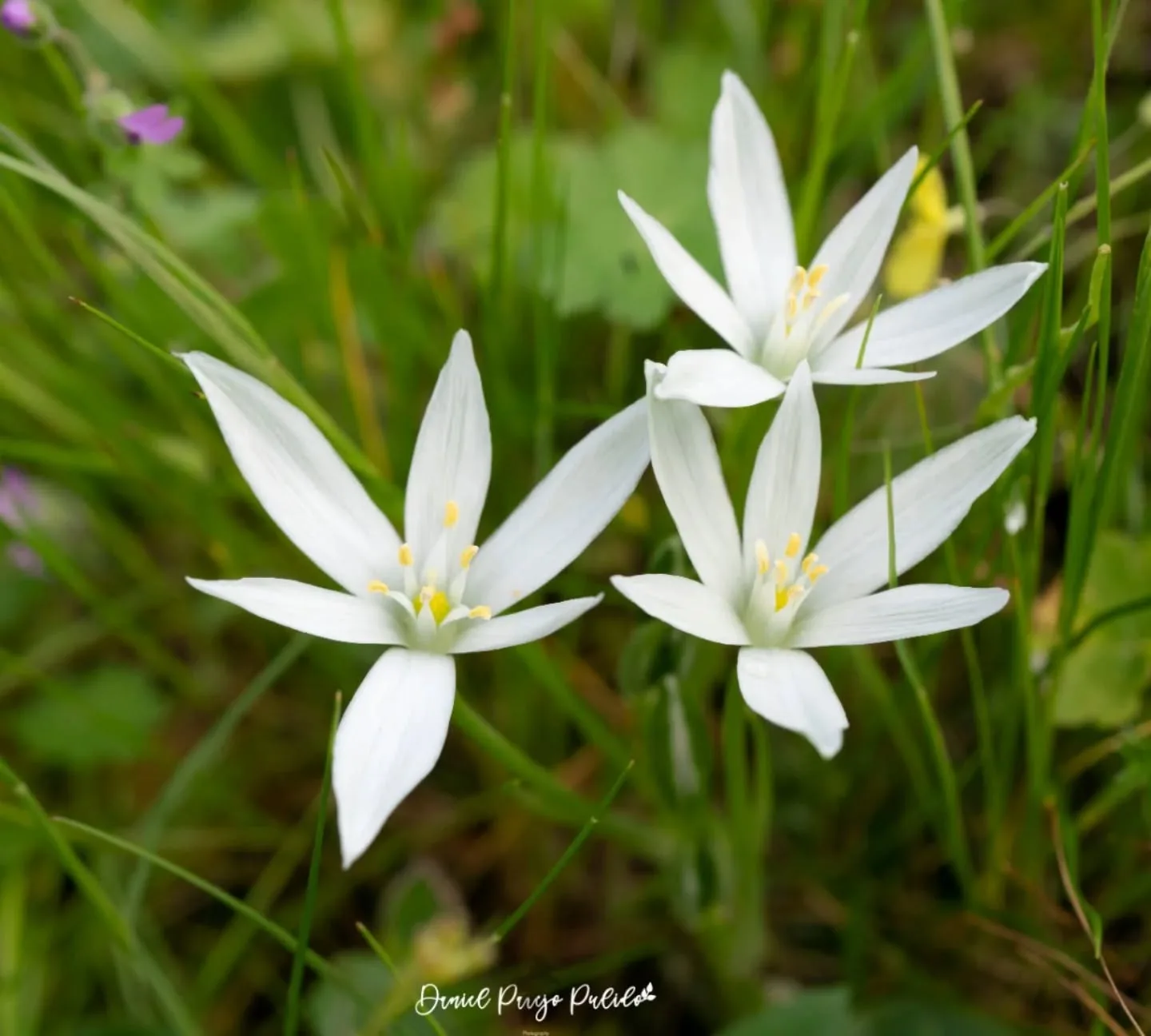 Nature photograph from DapapuPhotos
