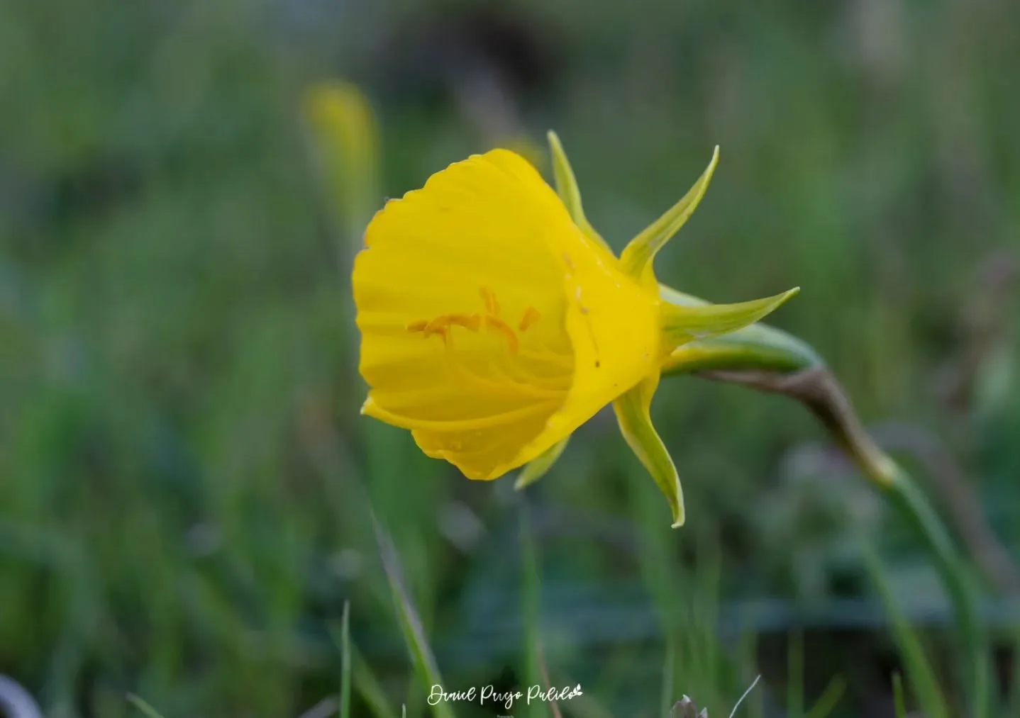 Nature photograph from DapapuPhotos