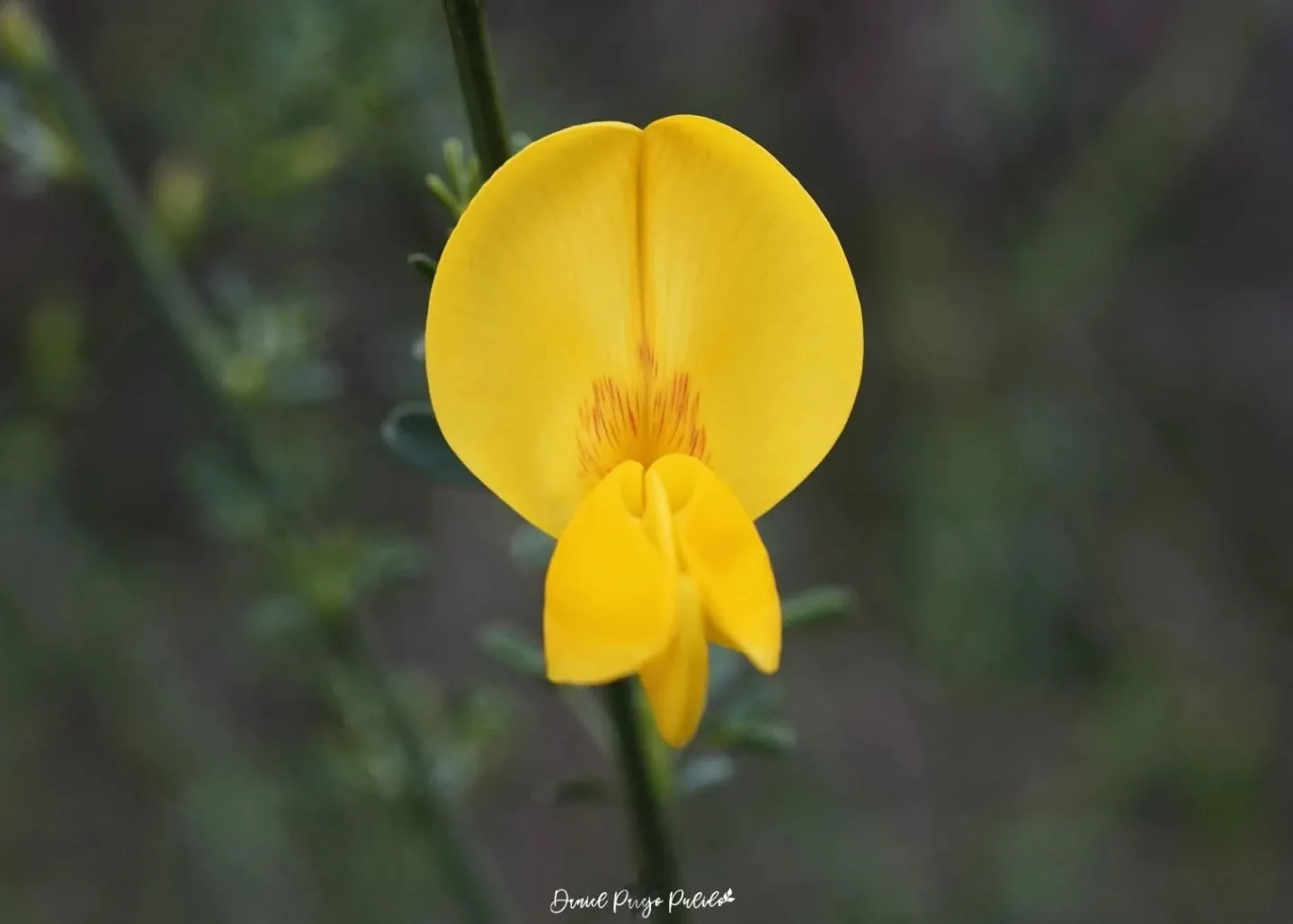 Nature photograph from DapapuPhotos