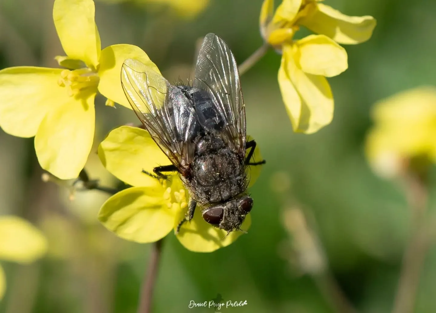 Nature photograph from DapapuPhotos