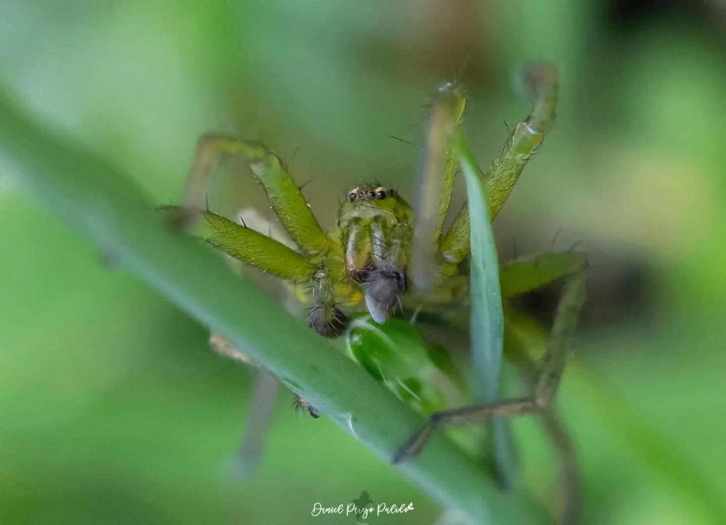 Nature photograph from DapapuPhotos