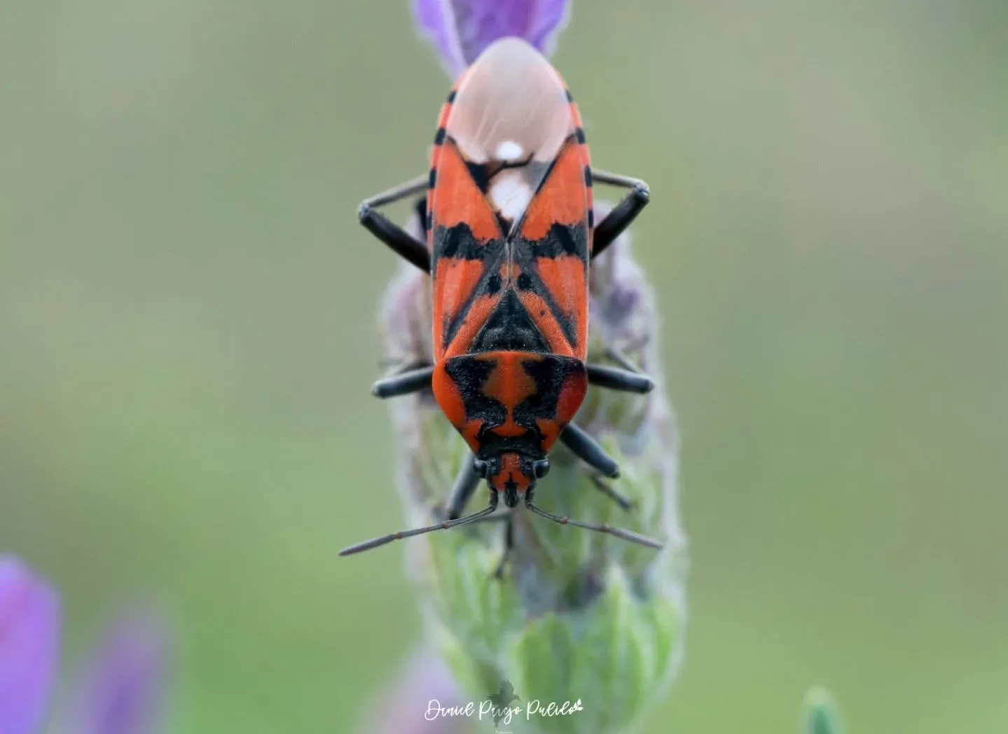 Nature photograph from DapapuPhotos