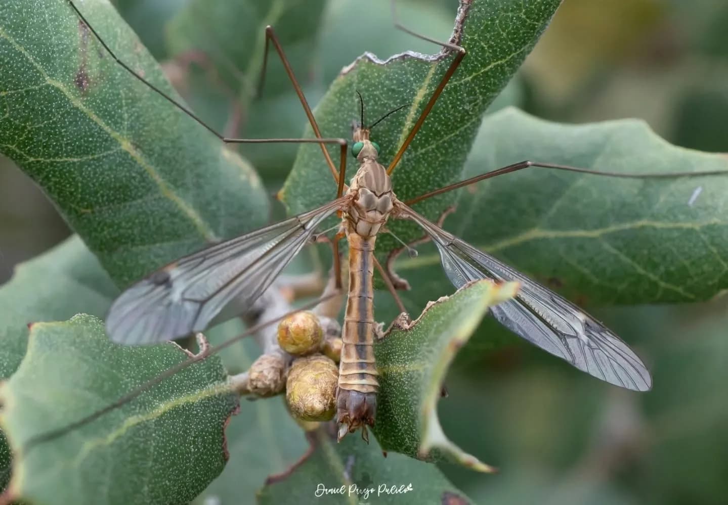 Nature photograph from DapapuPhotos