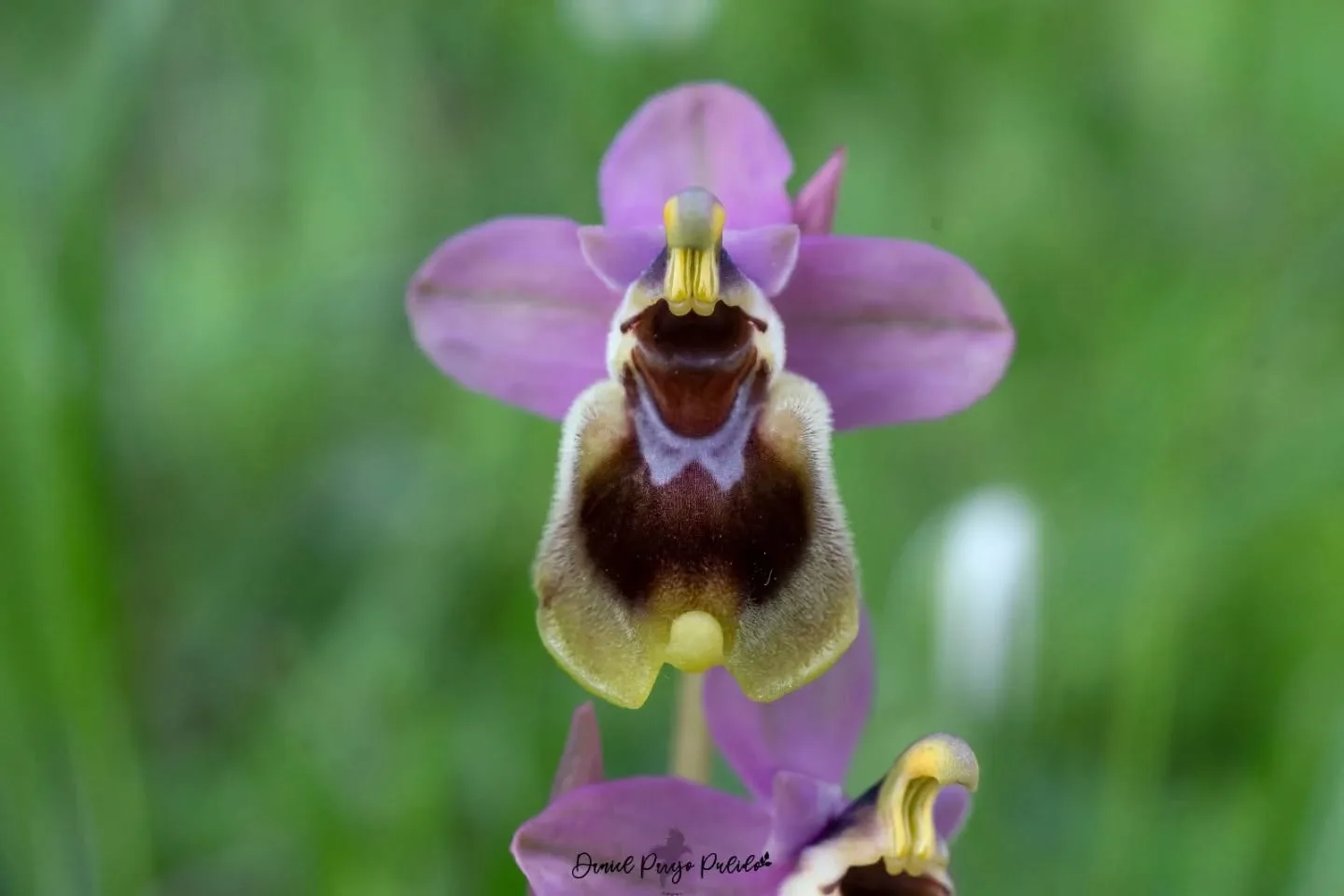 Nature photograph from DapapuPhotos