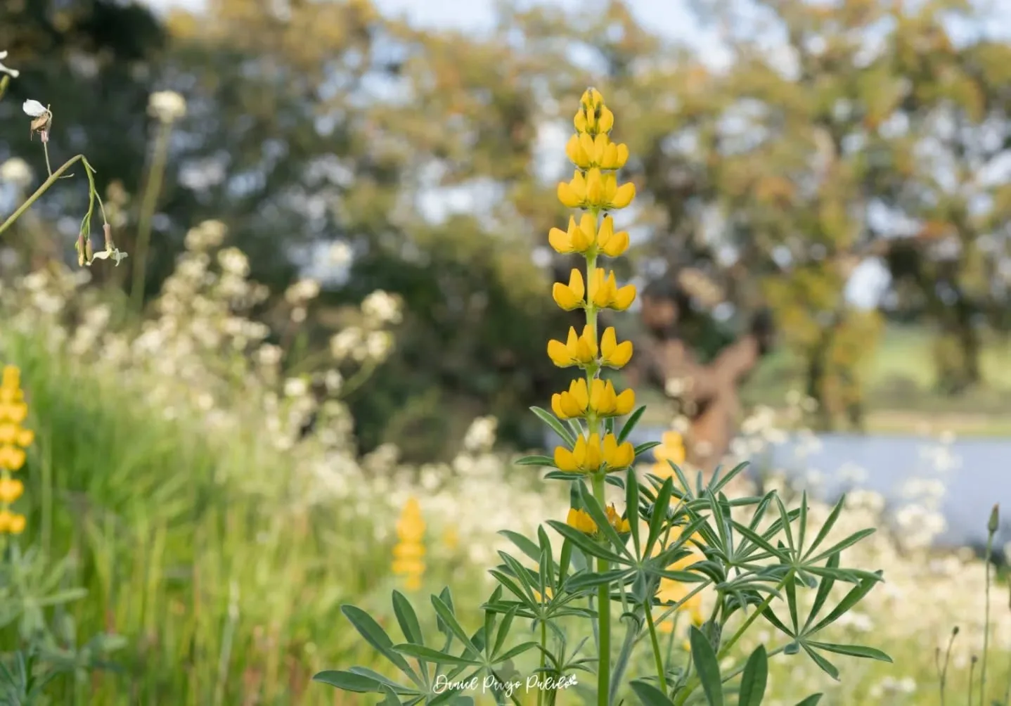 Nature photograph from DapapuPhotos