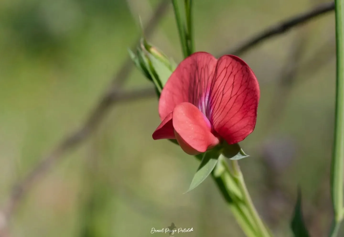 Nature photograph from DapapuPhotos