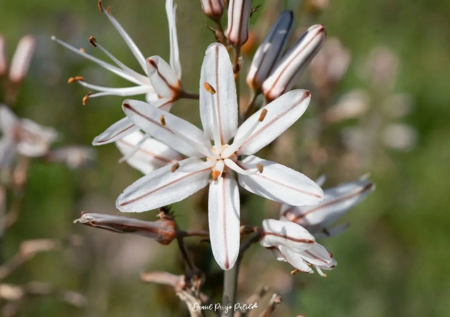 Nature photograph from DapapuPhotos