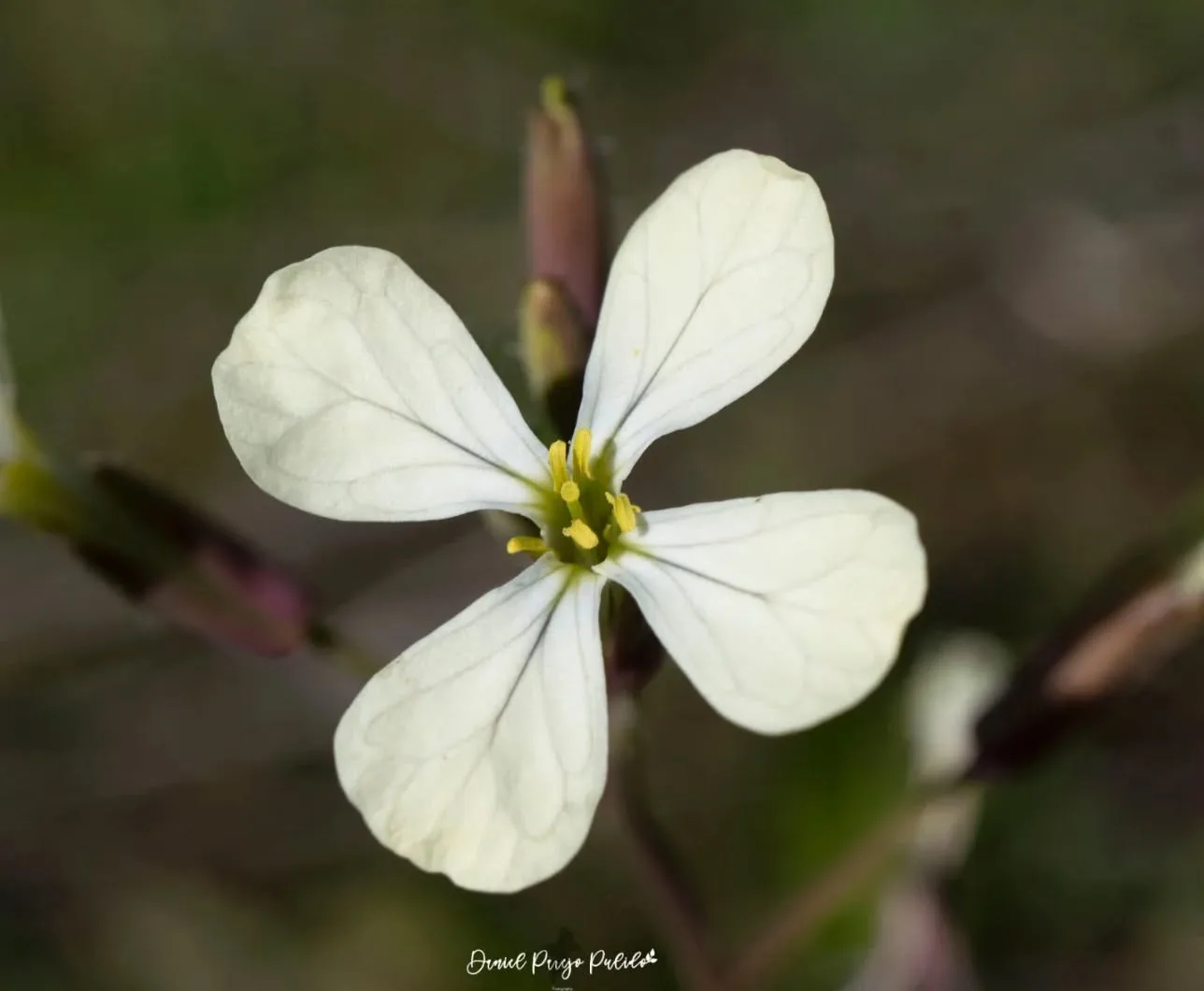 Nature photograph from DapapuPhotos