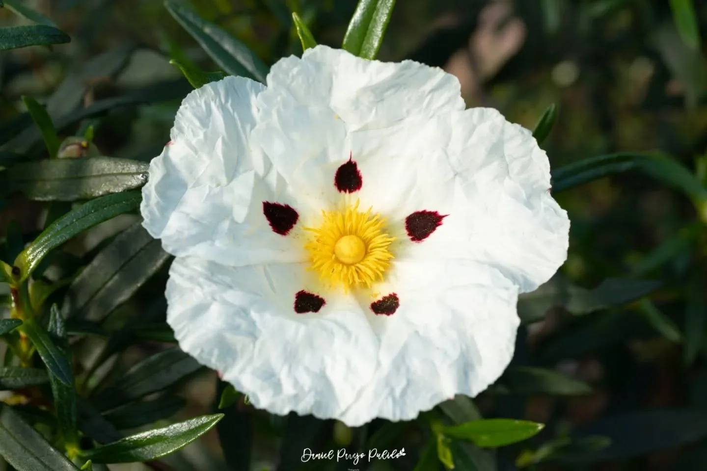 Nature photograph from DapapuPhotos