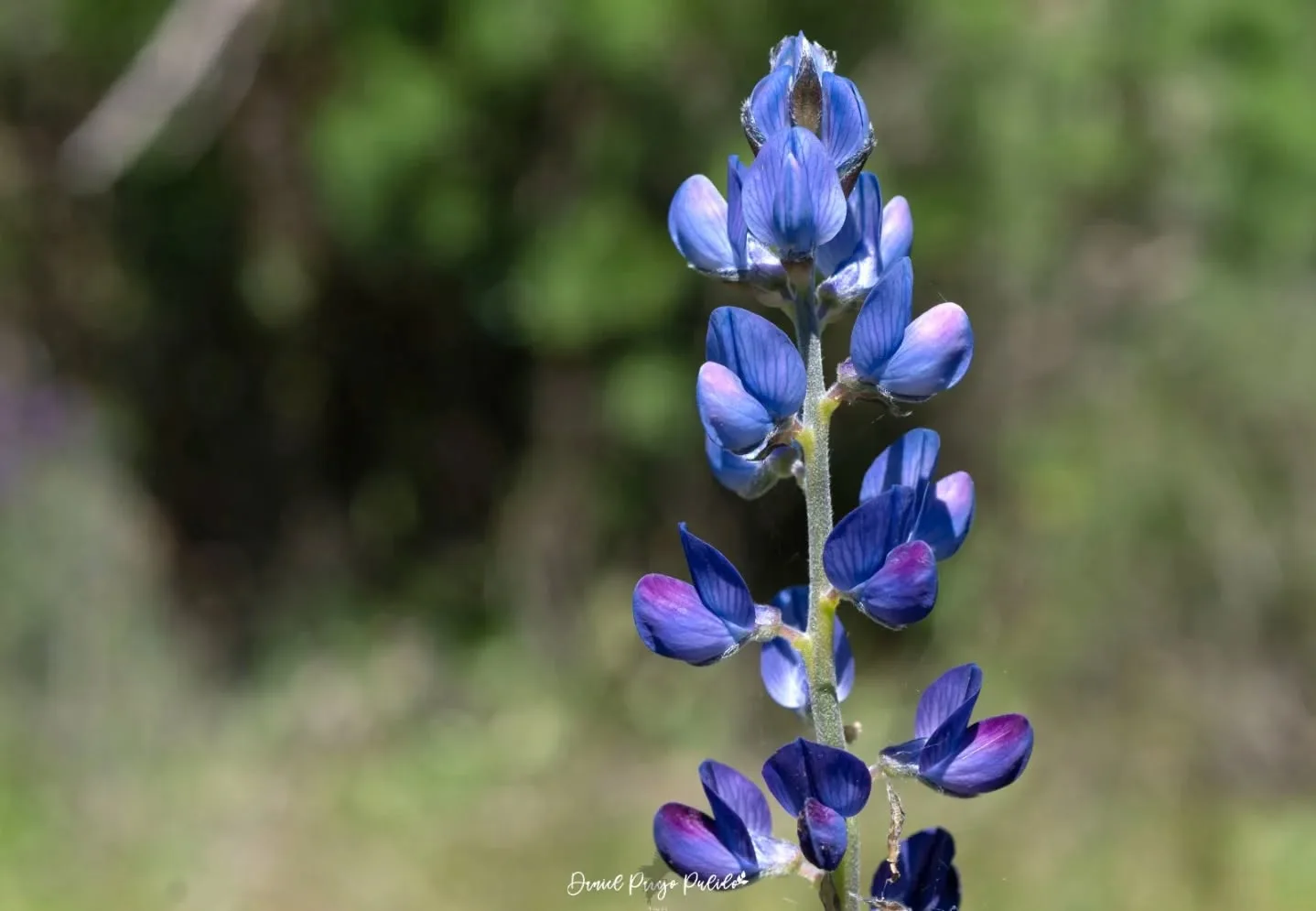 Nature photograph from DapapuPhotos