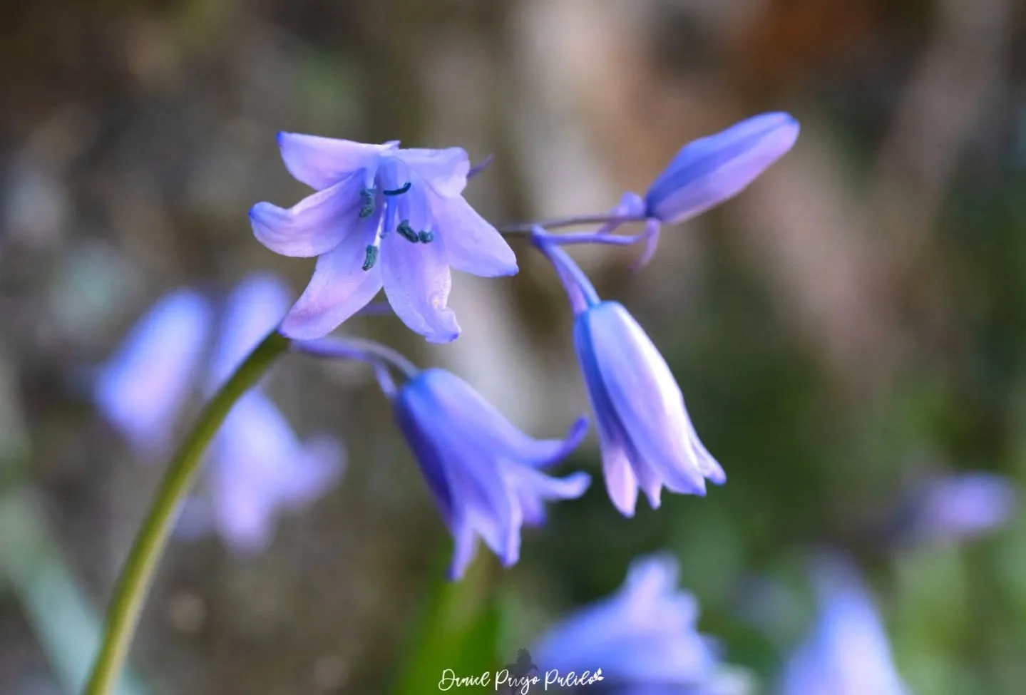 Nature photograph from DapapuPhotos