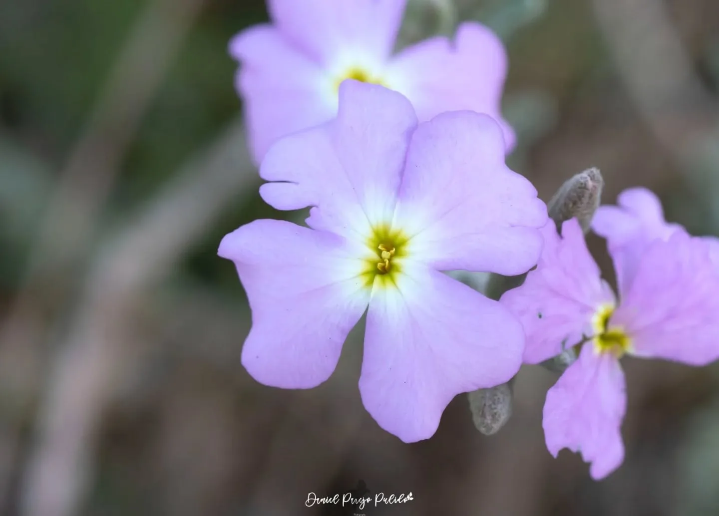 Nature photograph from DapapuPhotos