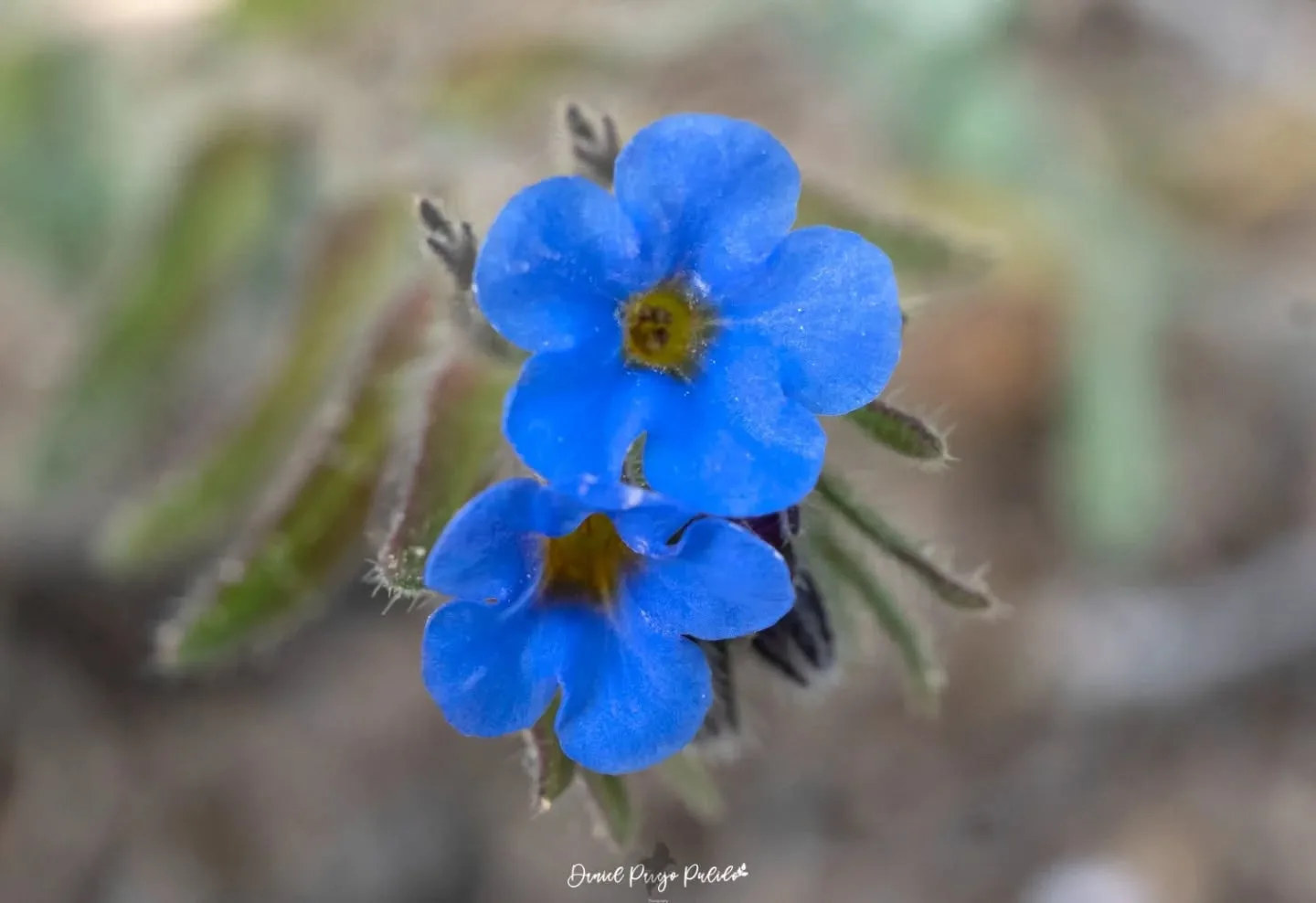 Nature photograph from DapapuPhotos