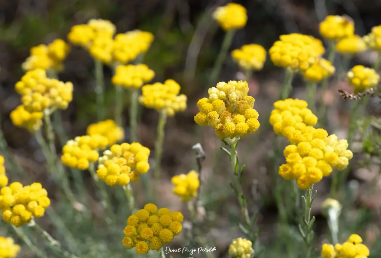 Nature photograph from DapapuPhotos