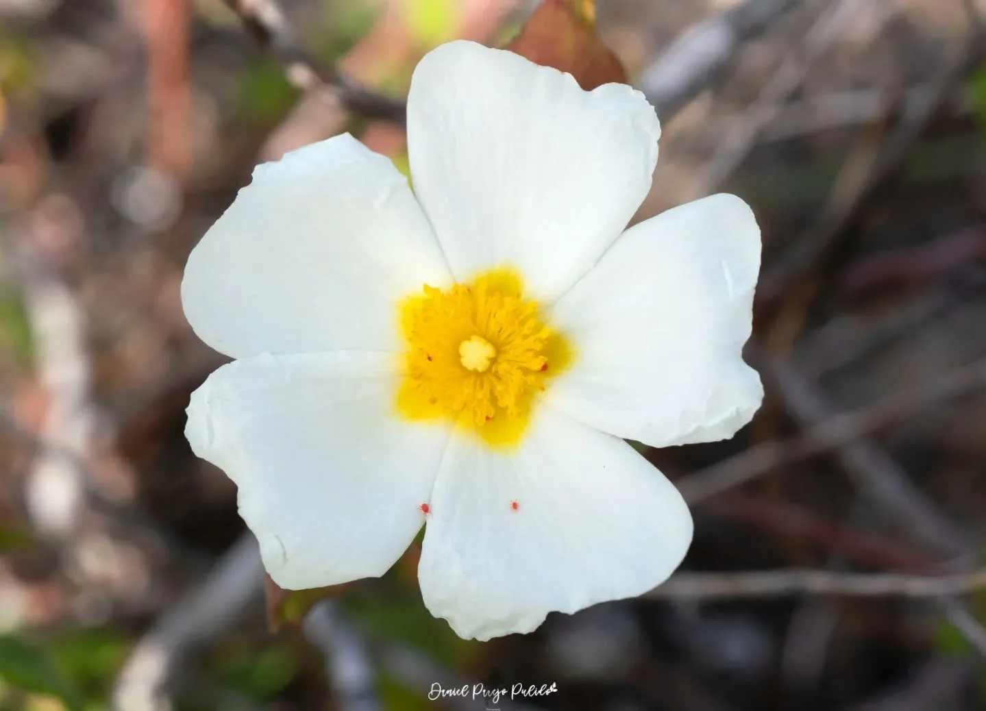 Nature photograph from DapapuPhotos