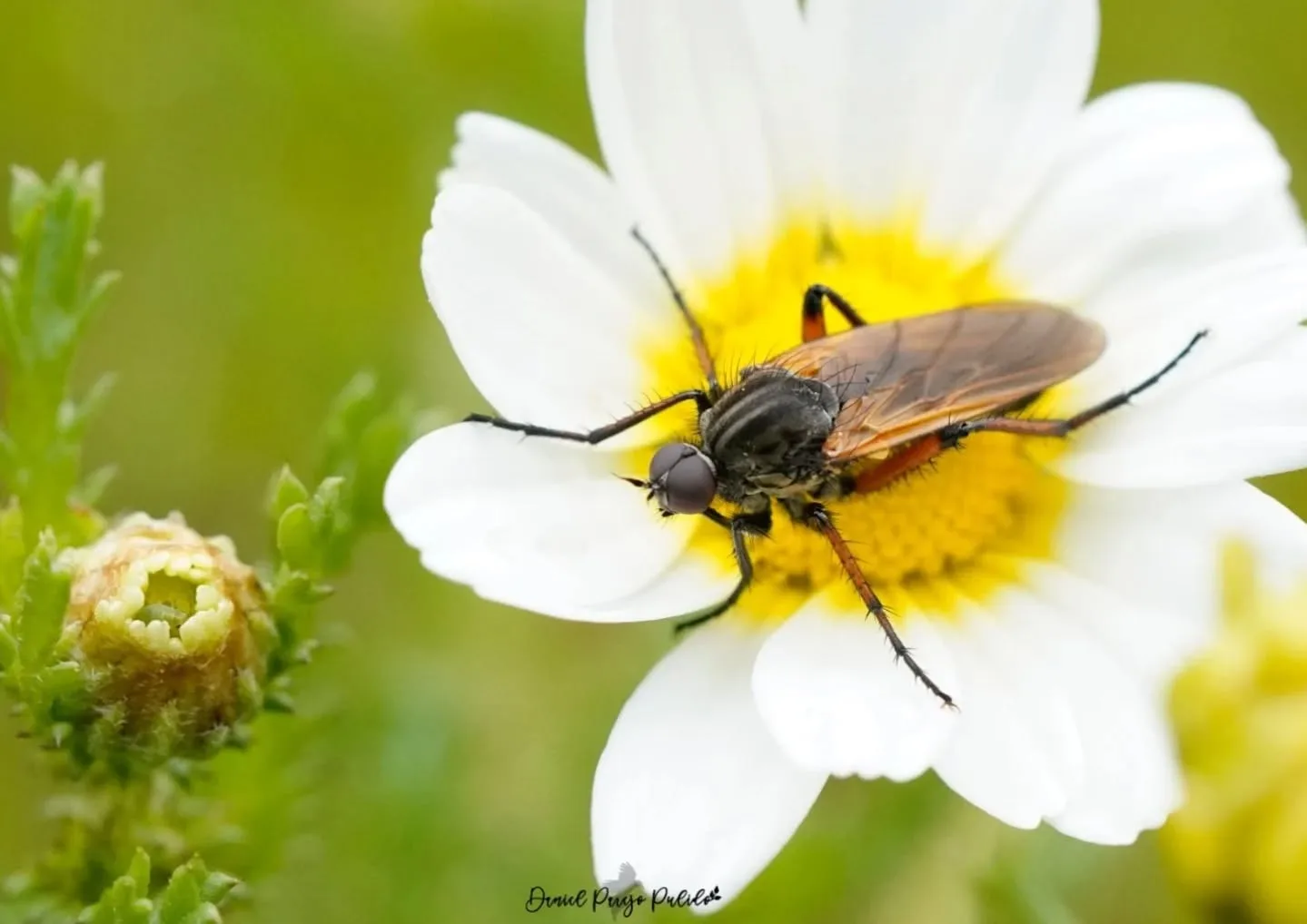 Nature photograph from DapapuPhotos